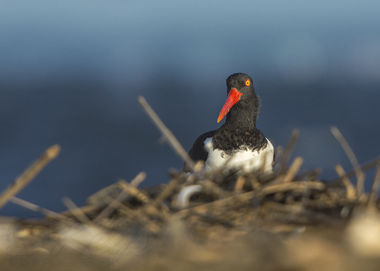 Nikon D7200 + Sigma 500mm F4.5 EX DG HSM sample photo. Sea view (oyster catcher) photography