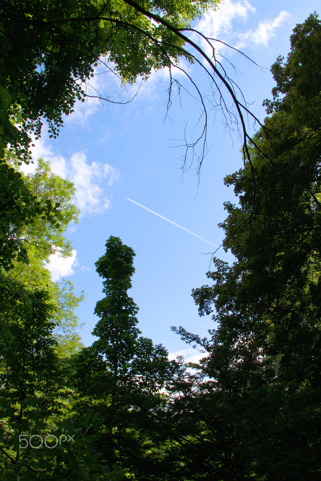 Canon EOS 500D (EOS Rebel T1i / EOS Kiss X3) sample photo. Sky between trees photography