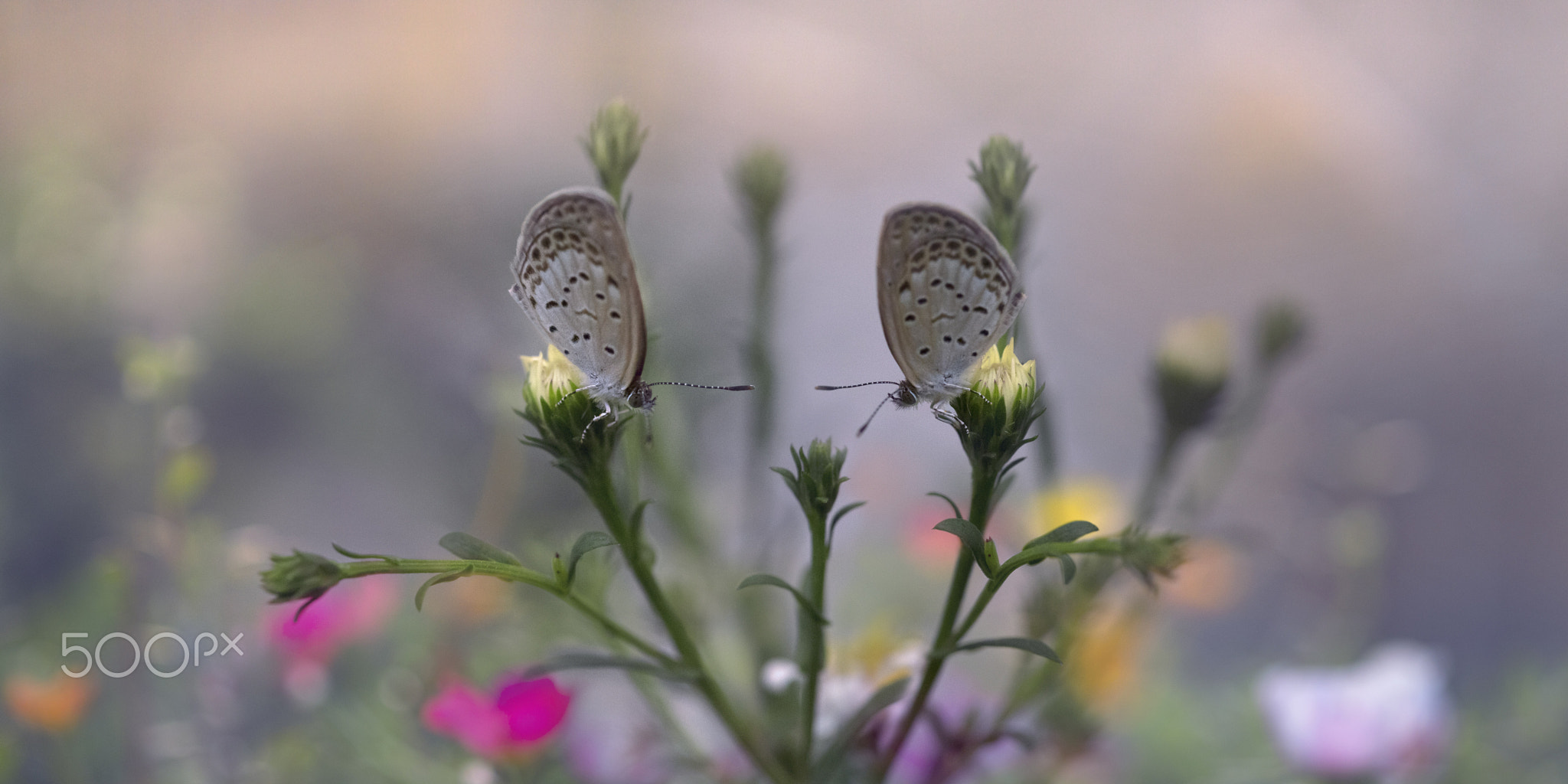 Whisper in the garden.庭园密语