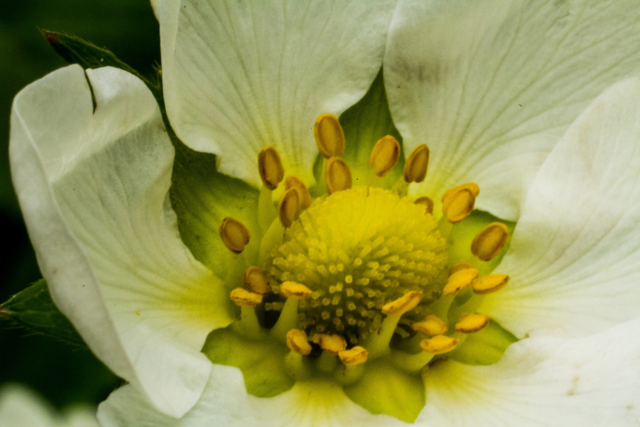 Canon EF 50mm F2.5 Macro sample photo. Strawberry flower macro photography