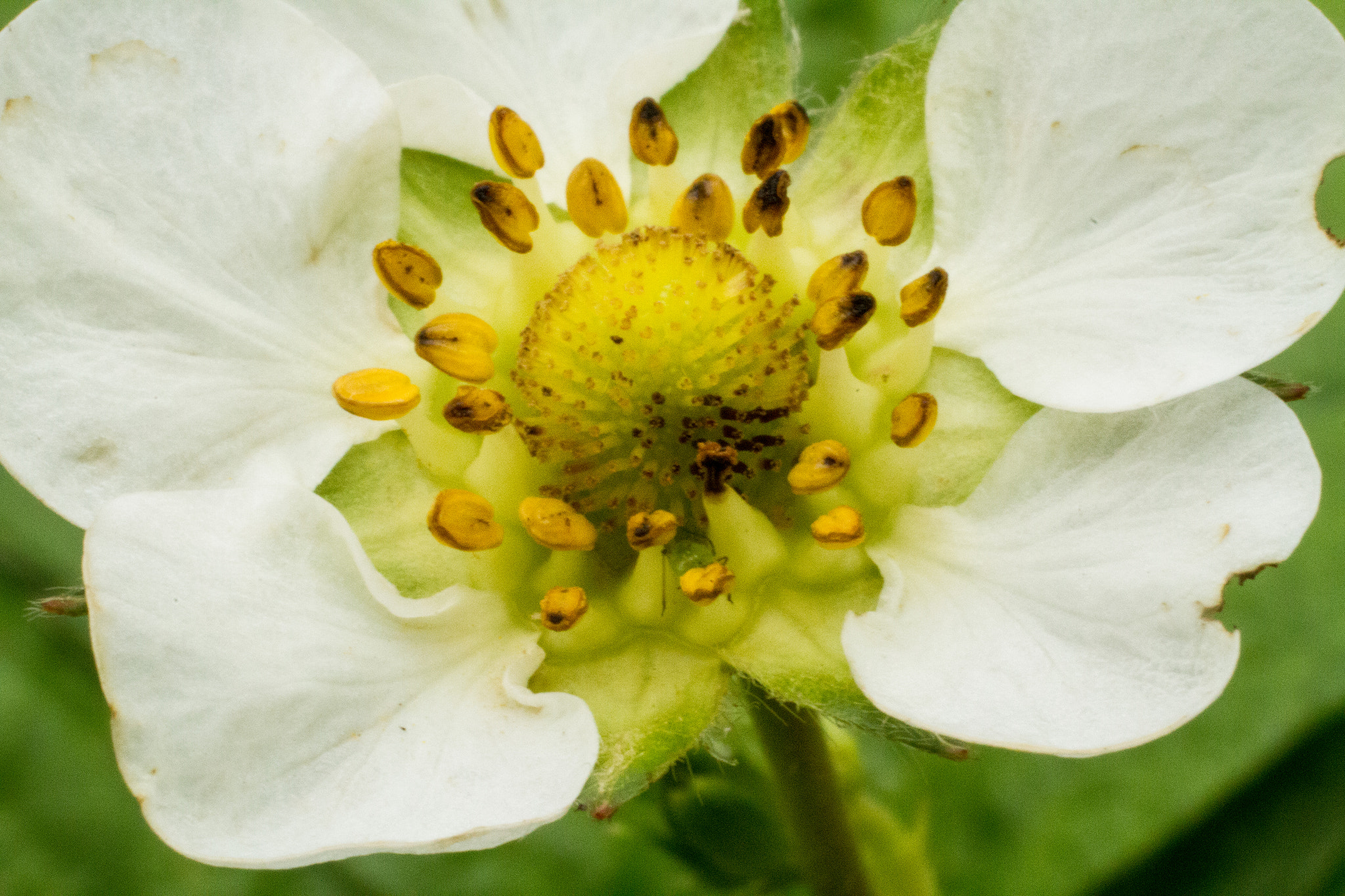Canon EF 50mm F2.5 Macro sample photo. Strawberry flower macro photography