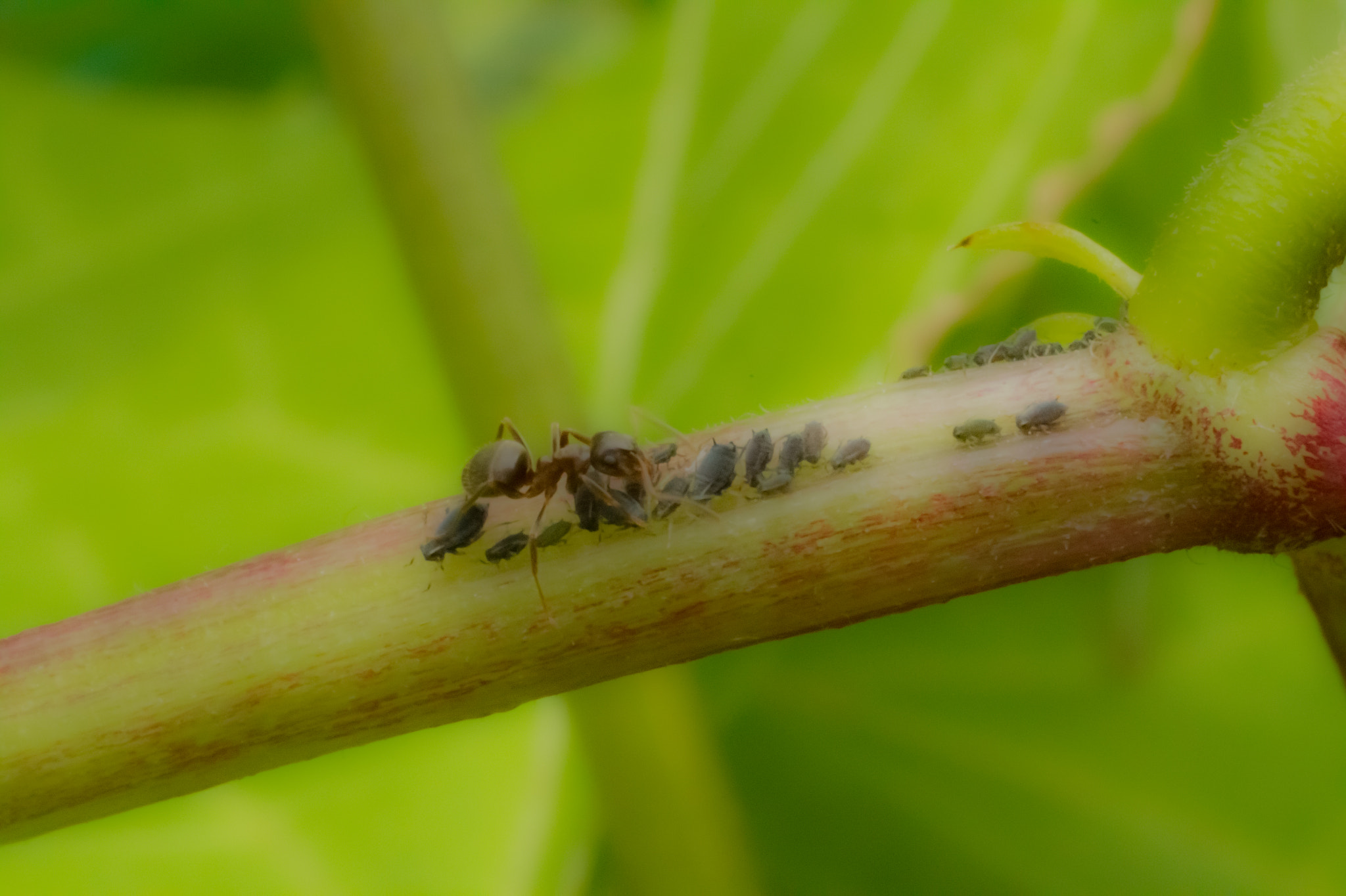 Canon EF 50mm F2.5 Macro sample photo. Ant eating aphid macro photography