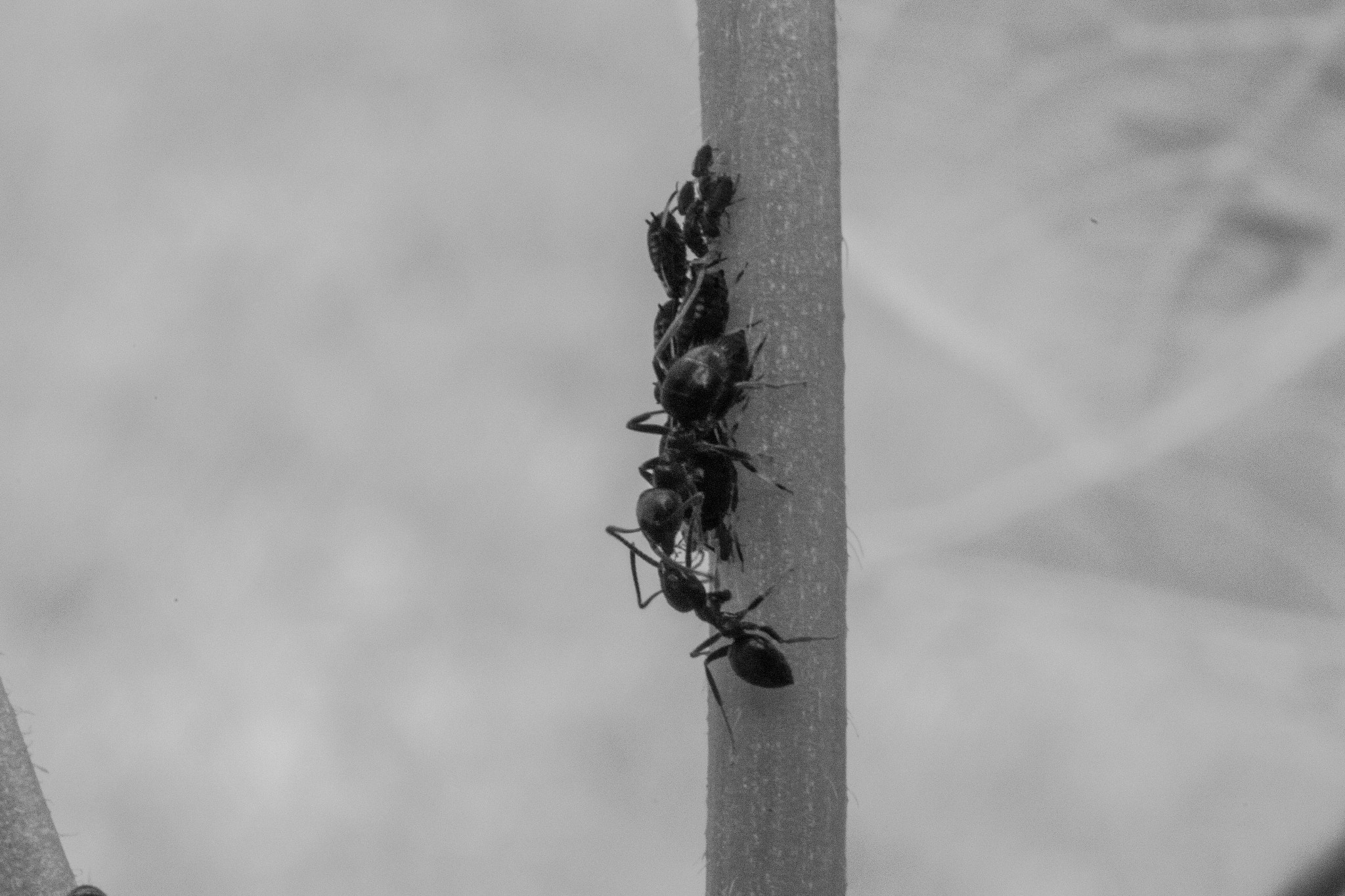 Canon EF 50mm F2.5 Macro sample photo. Ants interacting over aphid macro photography