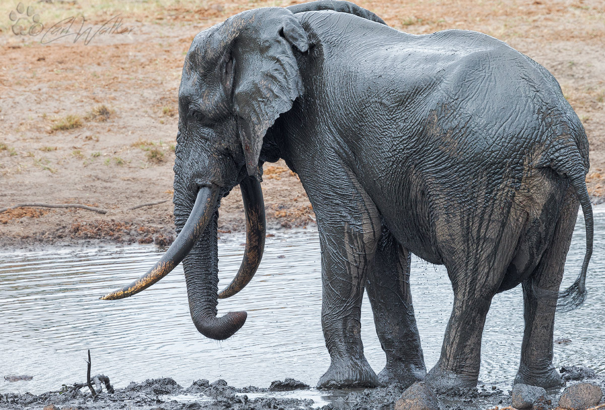 Canon EF 300mm F2.8L IS II USM sample photo. Oldtusker photography
