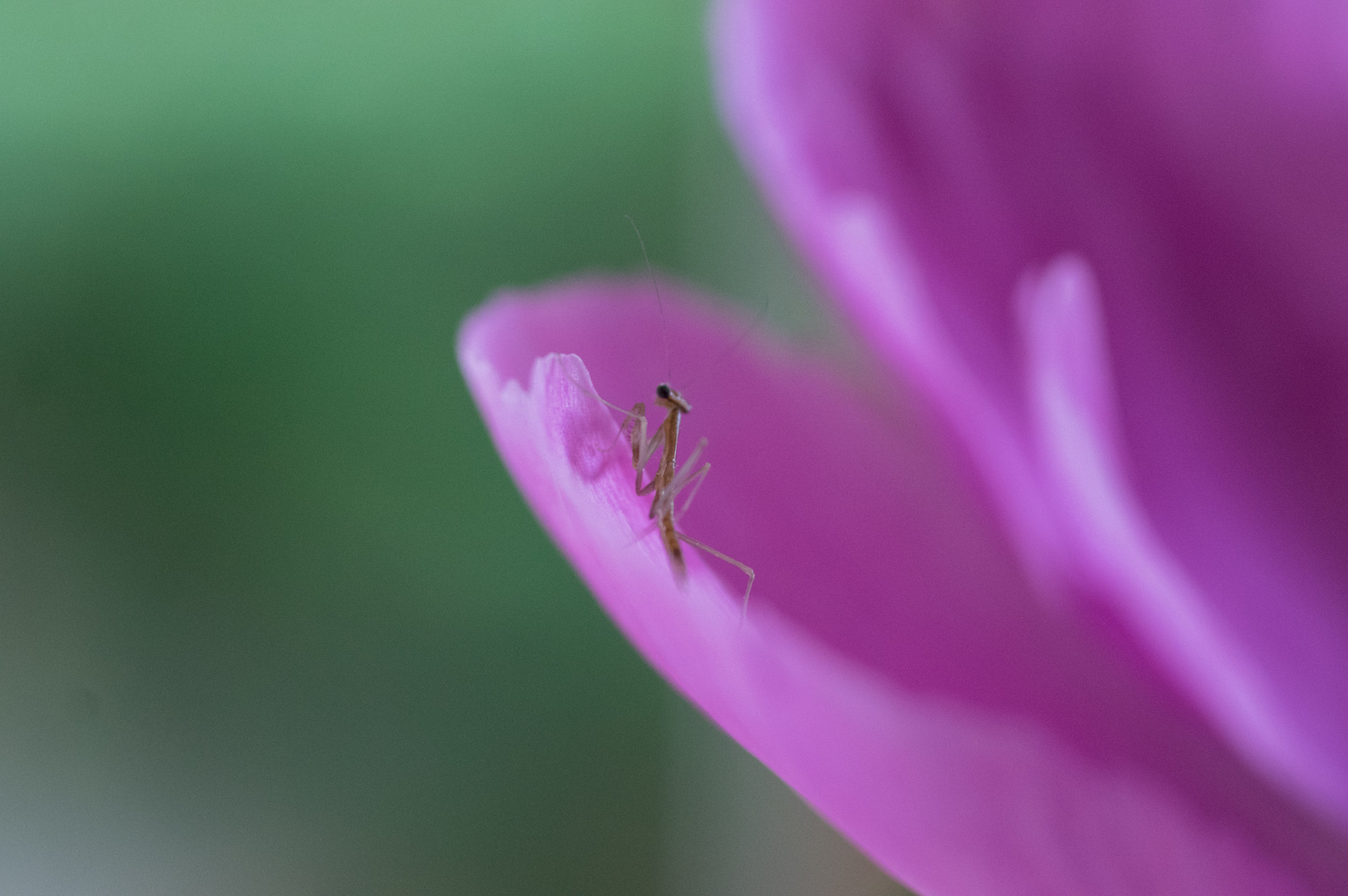 smc PENTAX-FA Macro 50mm F2.8 sample photo. Praying mantis on petal photography