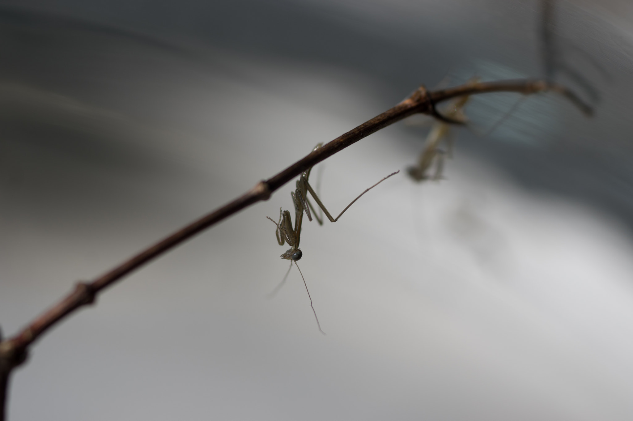 Pentax K-3 + smc PENTAX-FA Macro 50mm F2.8 sample photo. Praying mantis   photography