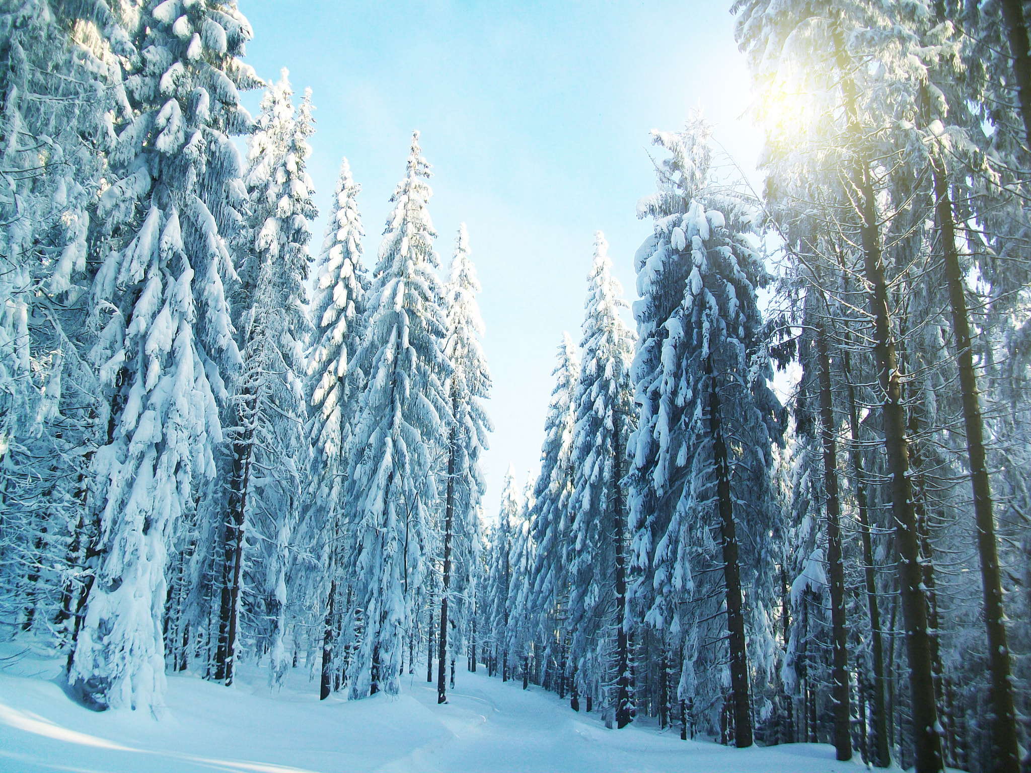 Kodak EASYSHARE M1063 DIGITAL CAMERA sample photo. Winter forest on the ochsenkopf in fichtelgebirge photography