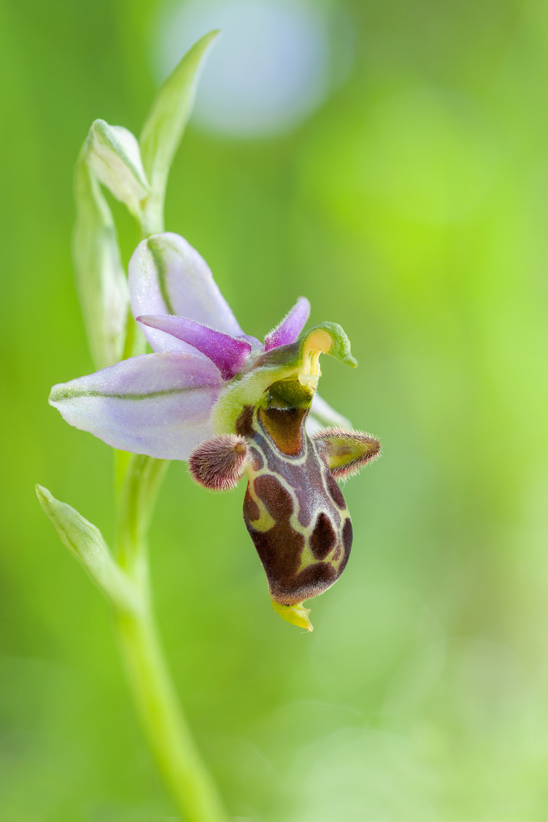 Nikon D300S + Tamron SP 90mm F2.8 Di VC USD 1:1 Macro sample photo. Ophrys scolopax photography