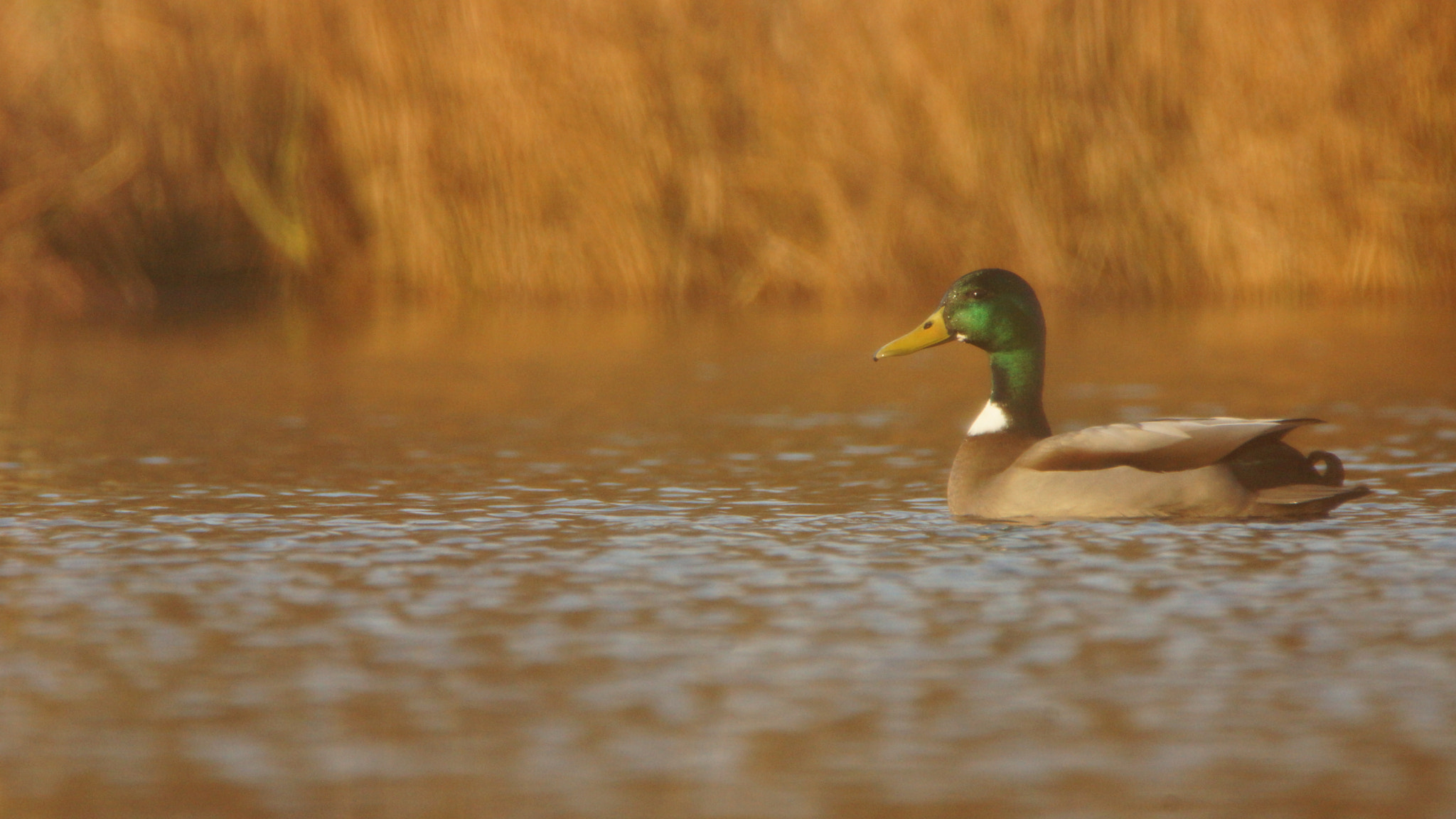 Sony SLT-A65 (SLT-A65V) + Sony 70-400mm F4-5.6 G SSM sample photo. Wilde eend op een heide vennetje photography