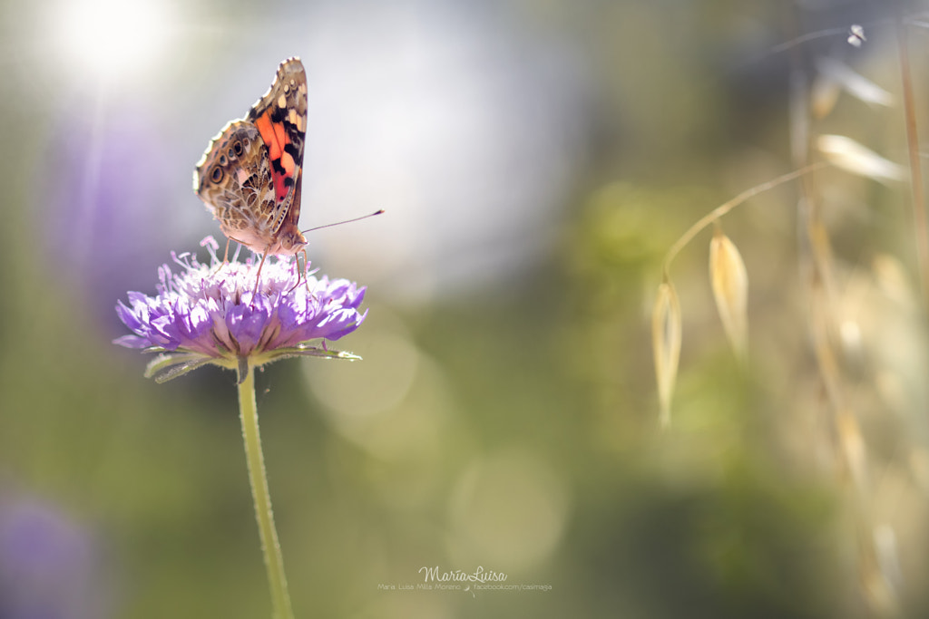 Highgarden by Maria Luisa Milla on 500px.com