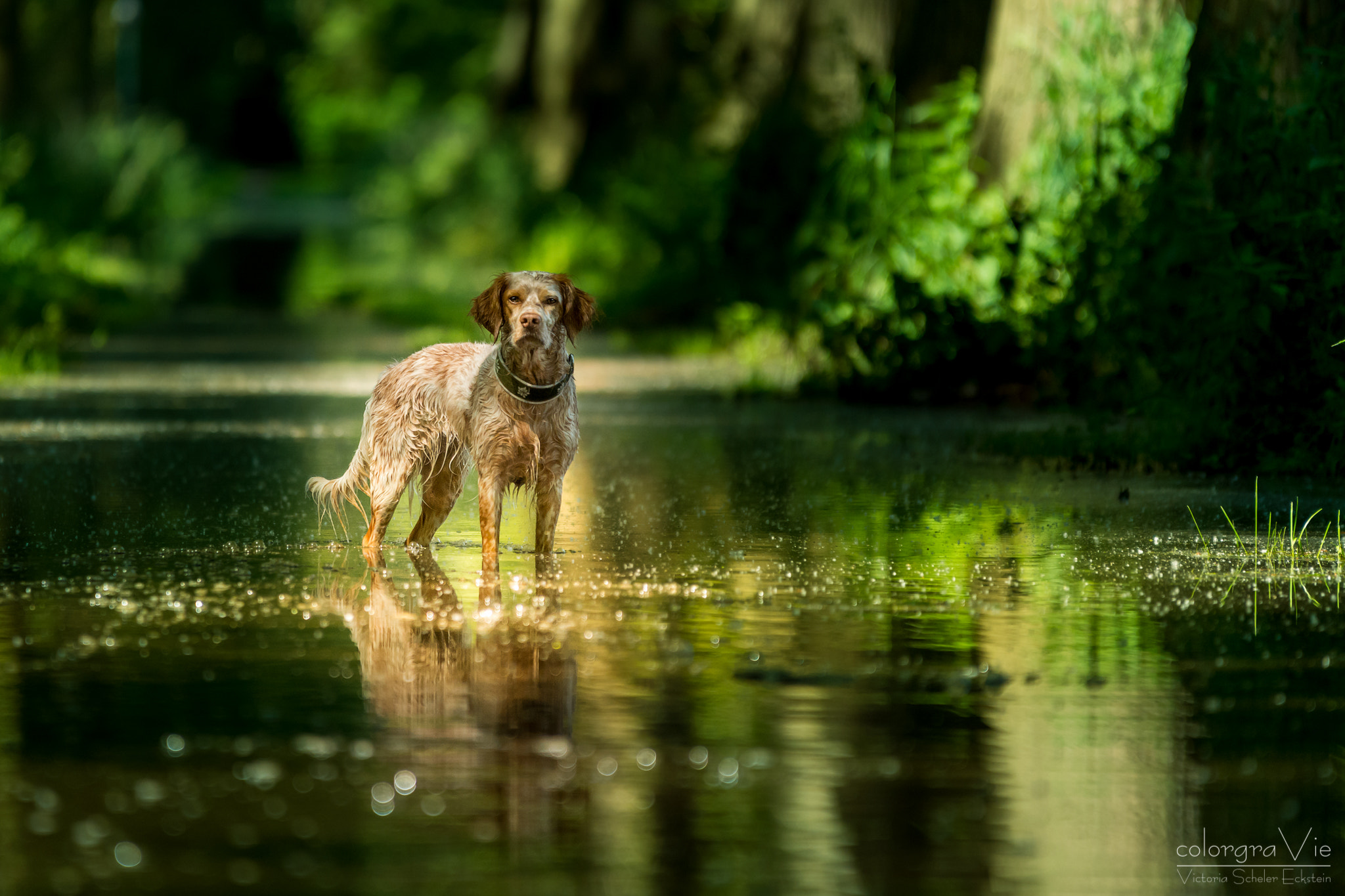 Sigma 70-200mm F2.8 EX DG OS HSM sample photo. Watergames vii photography