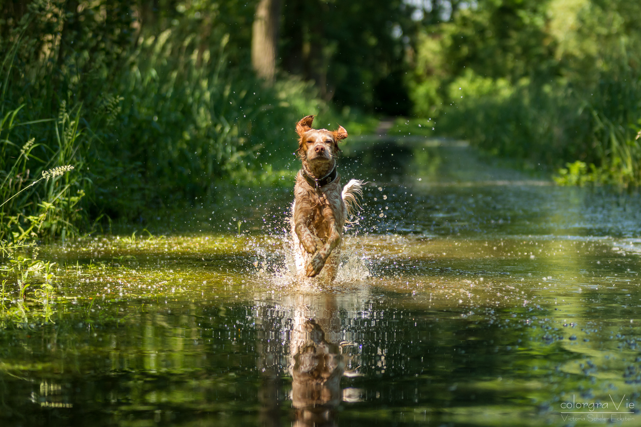 Sigma 70-200mm F2.8 EX DG OS HSM sample photo. Watergames viii photography