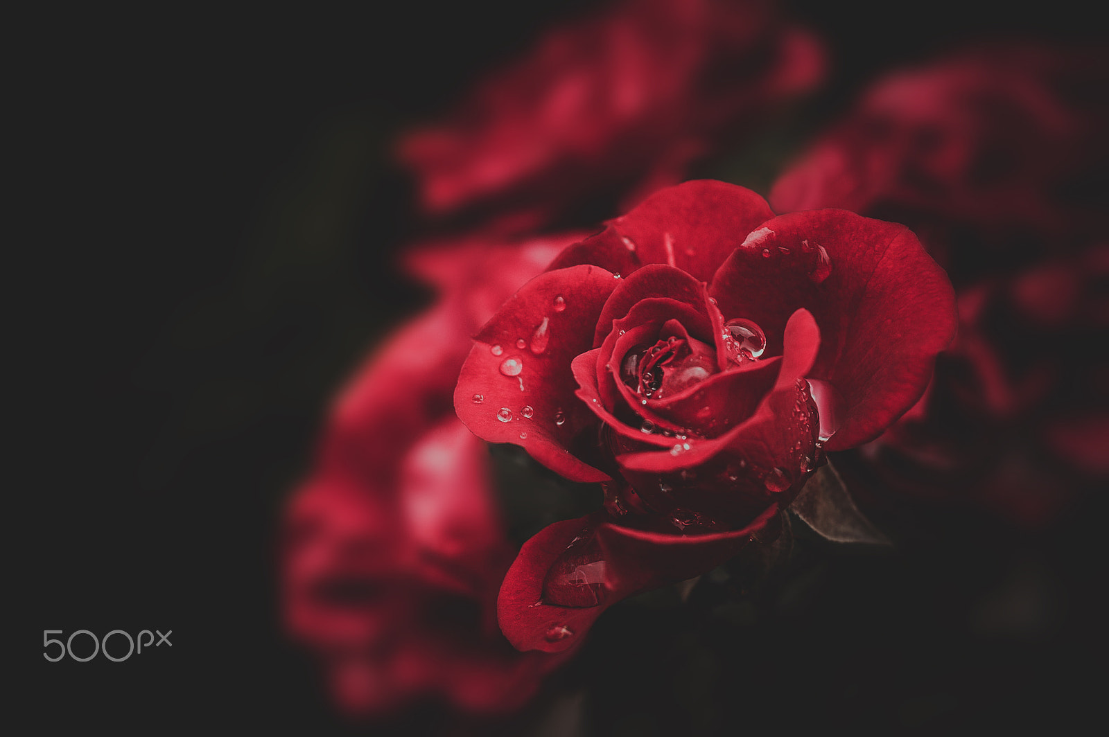 Nikon D3200 + Sigma 50mm F2.8 EX DG Macro sample photo. Red rose photography