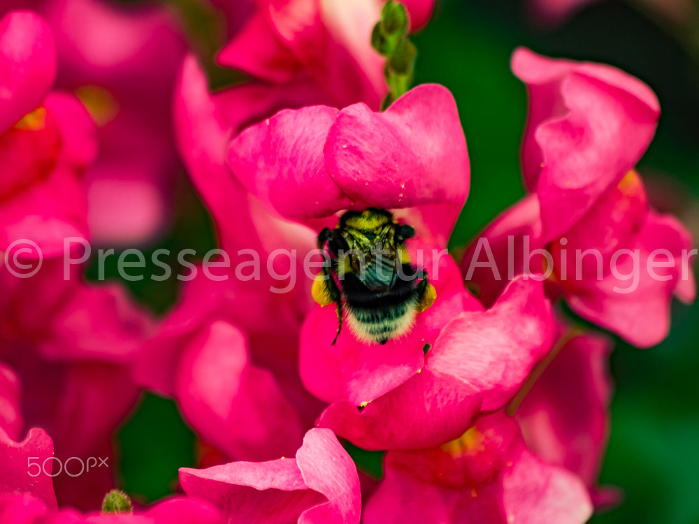 Canon EF 70-300mm F4-5.6 IS USM sample photo. 2016-06-11 natur und pflanzen photography