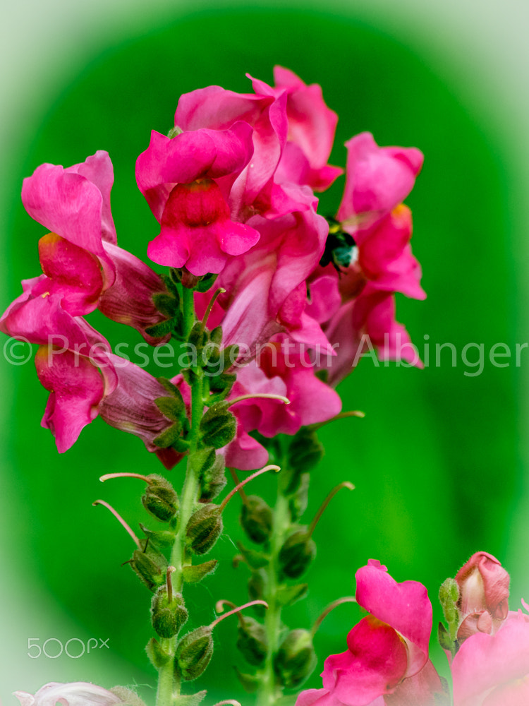 Canon EF 70-300mm F4-5.6 IS USM sample photo. 2016-06-11 natur und pflanzen photography