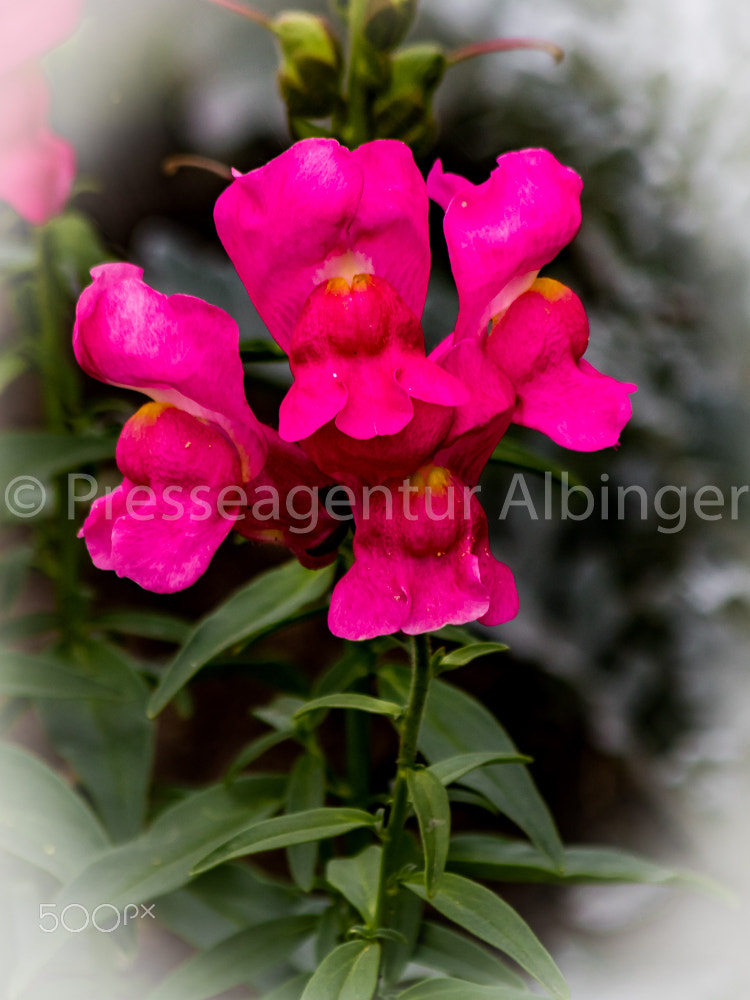 Canon EF 70-300mm F4-5.6 IS USM sample photo. 2016-06-11 natur und pflanzen photography