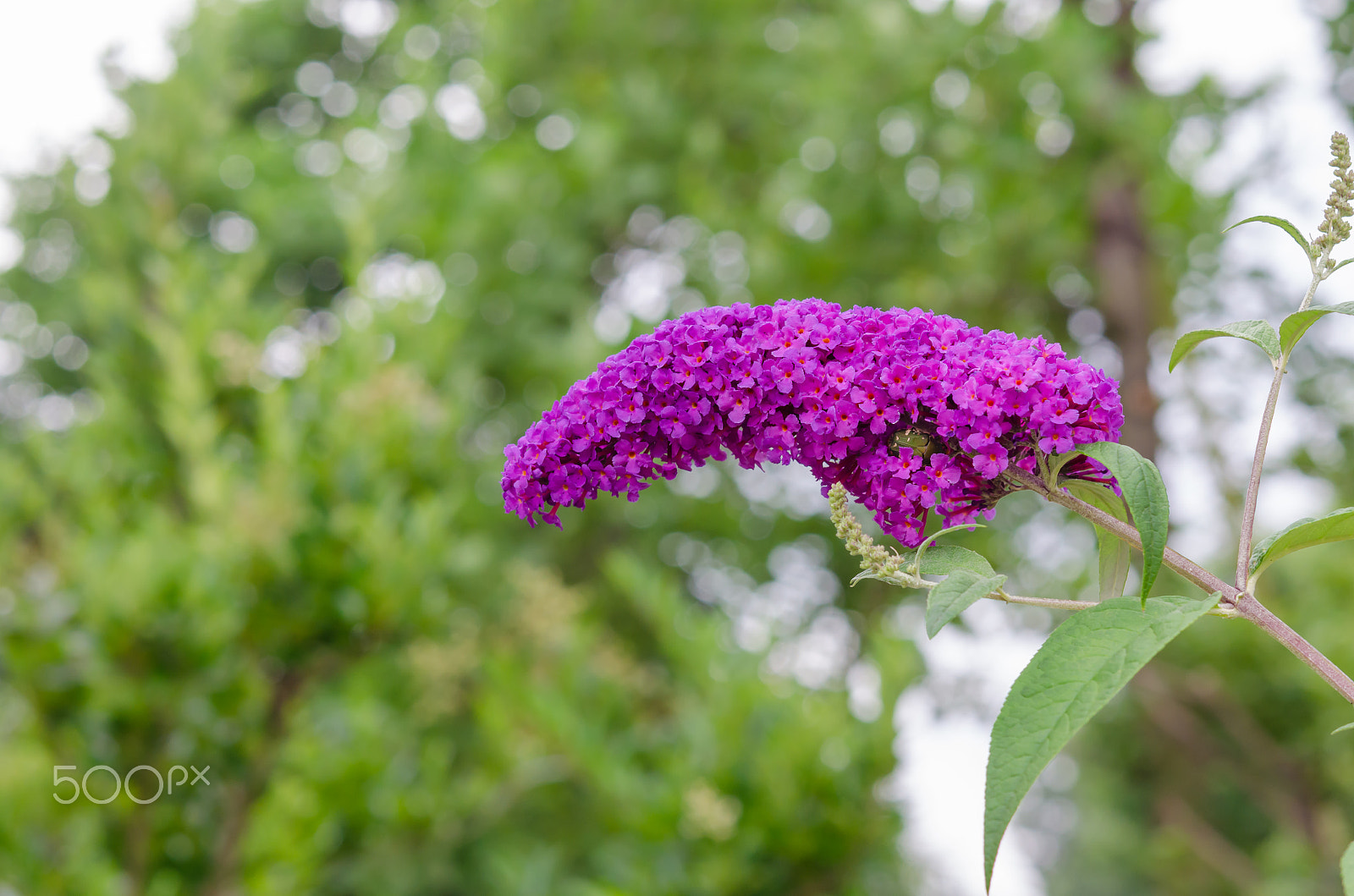 Nikon AF-S Micro-Nikkor 60mm F2.8G ED sample photo. Ludwig spaeth photography