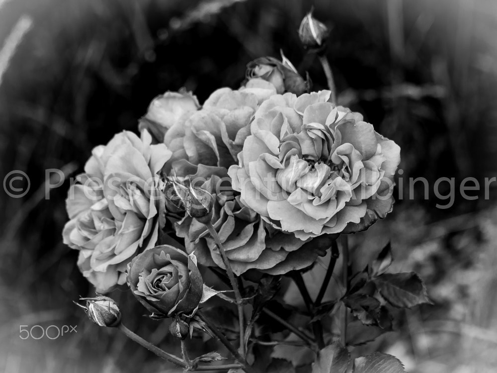 Canon EF 70-300mm F4-5.6 IS USM sample photo. 2016-06-11 natur und pflanzen photography