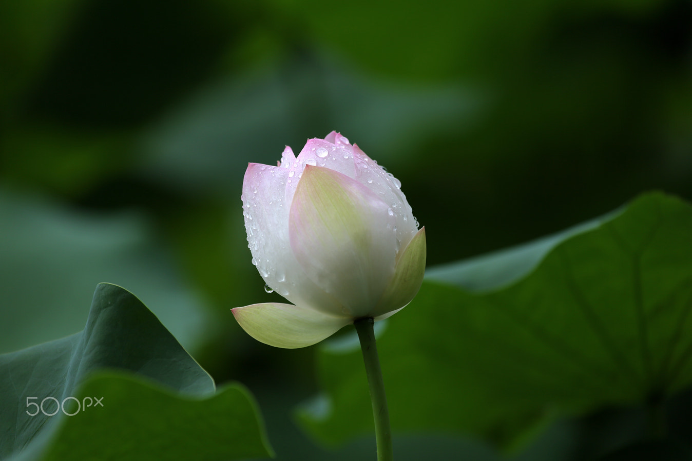 Canon EF 100-400mm F4.5-5.6L IS USM sample photo. Waterlily after rain-2 photography