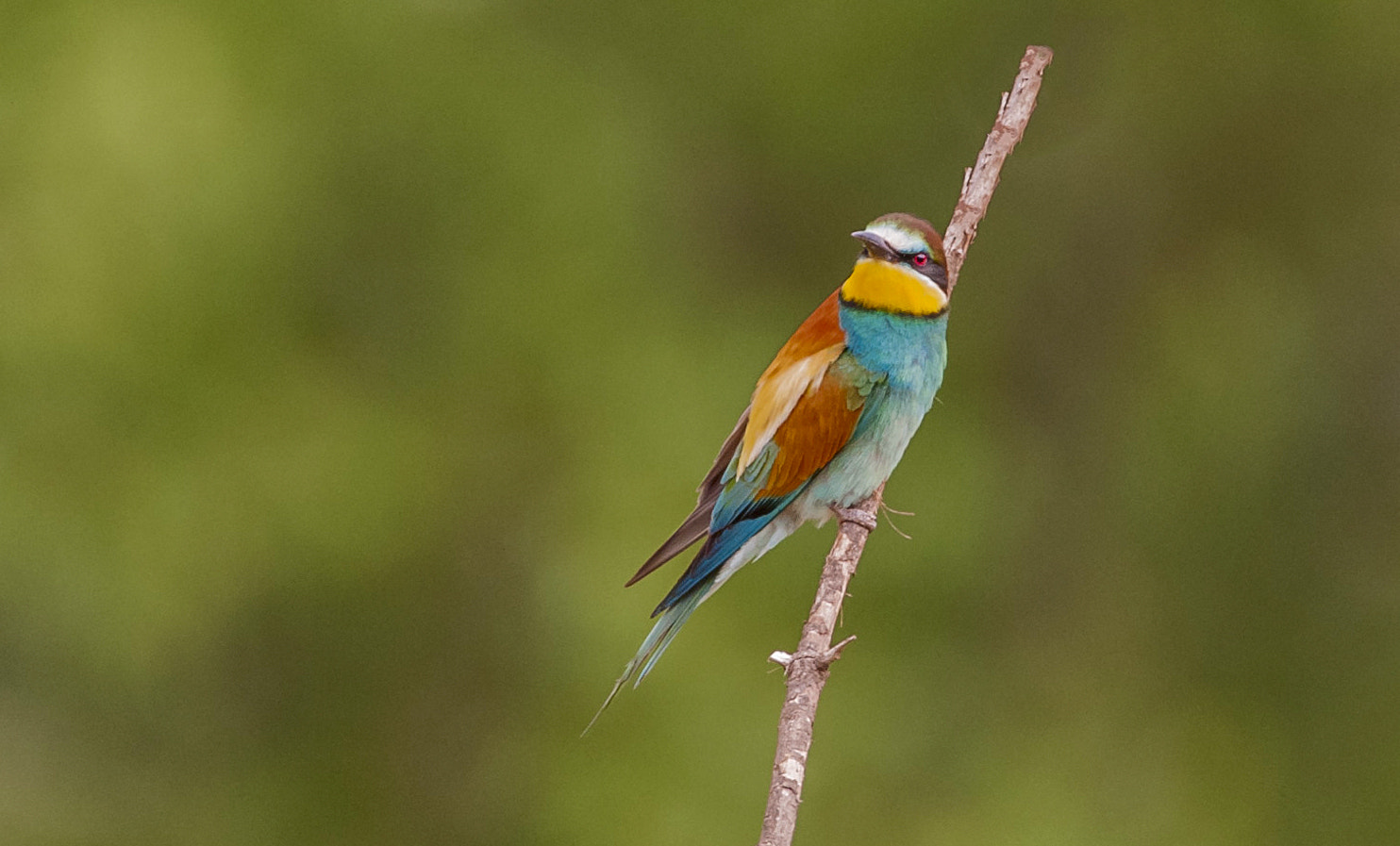 Sigma 150-600mm F5-6.3 DG OS HSM | C sample photo. Tr photography
