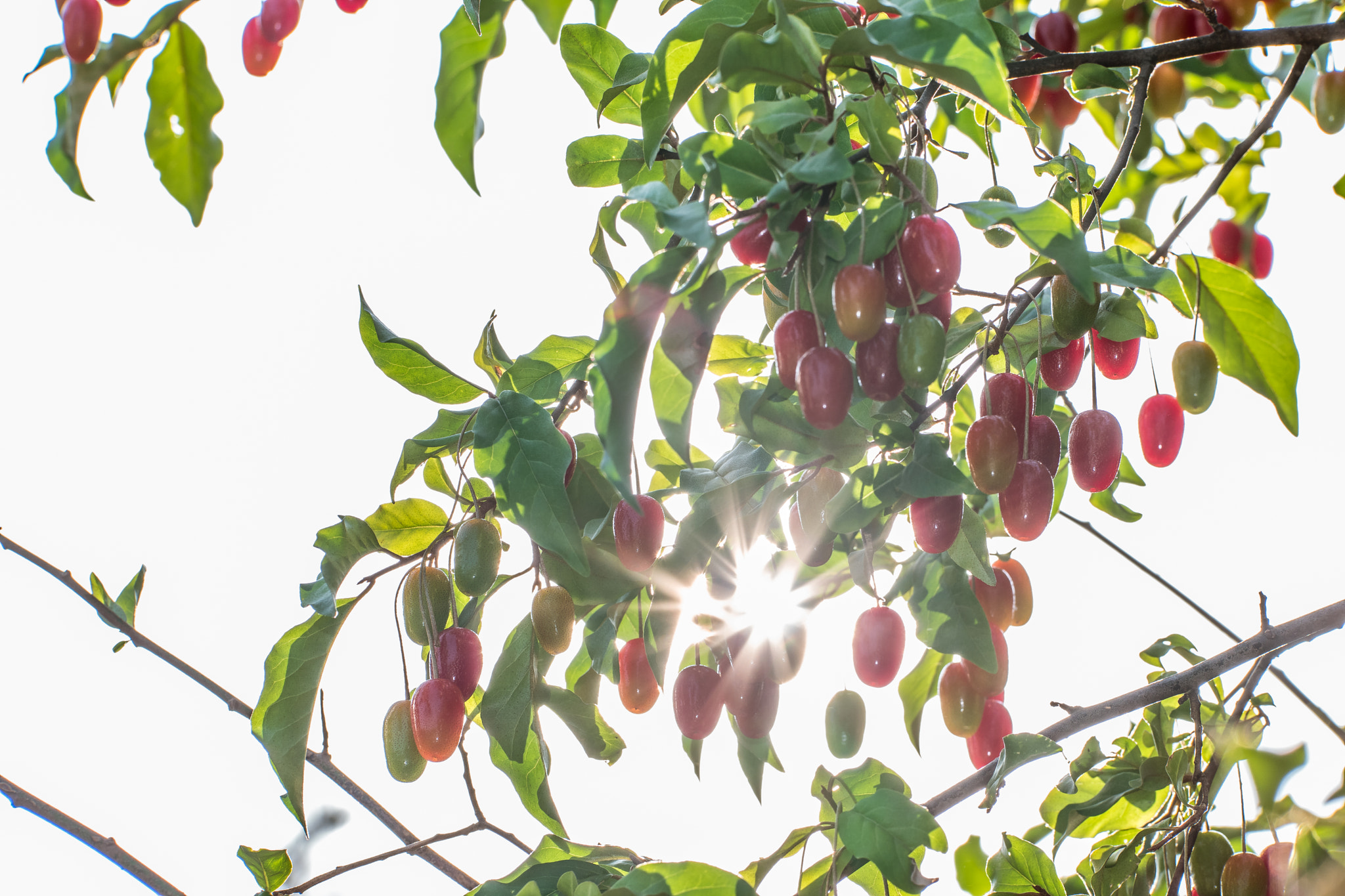 NX 50-150mm F2.8 S sample photo. Bodhi tree photography