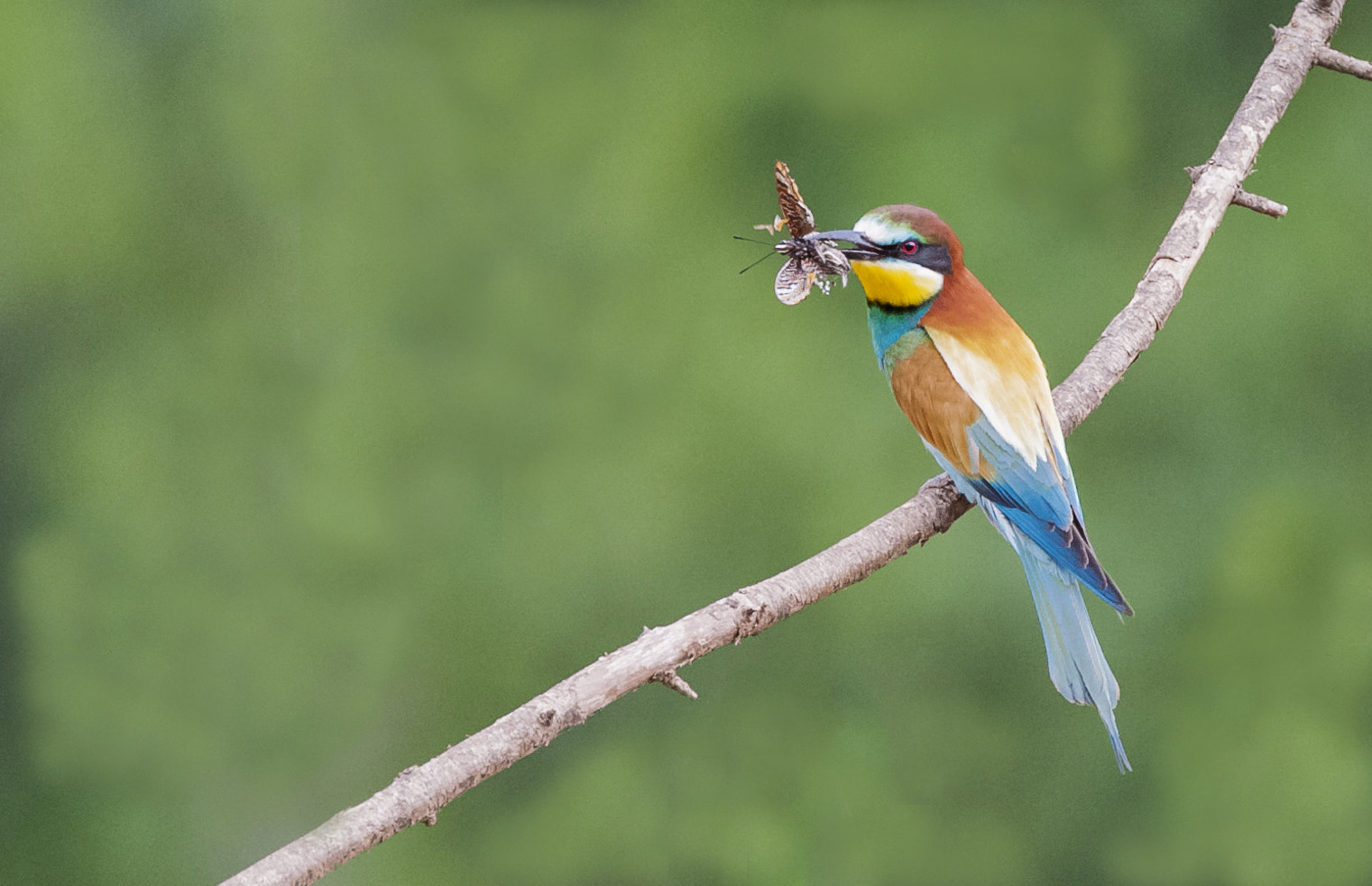 Sigma 150-600mm F5-6.3 DG OS HSM | C sample photo. Tr photography