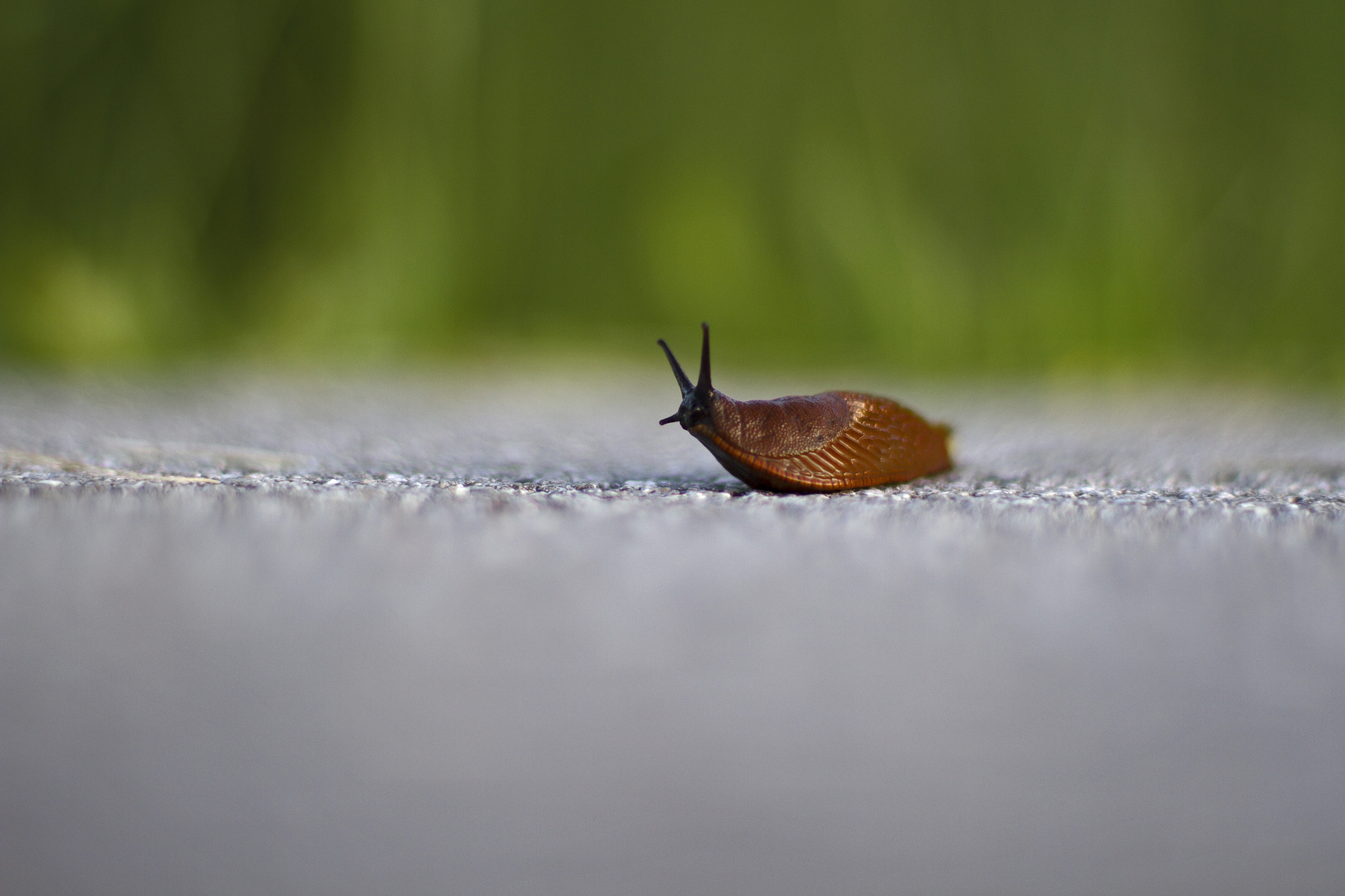 Canon EF 50mm F1.4 USM sample photo. Snail photography