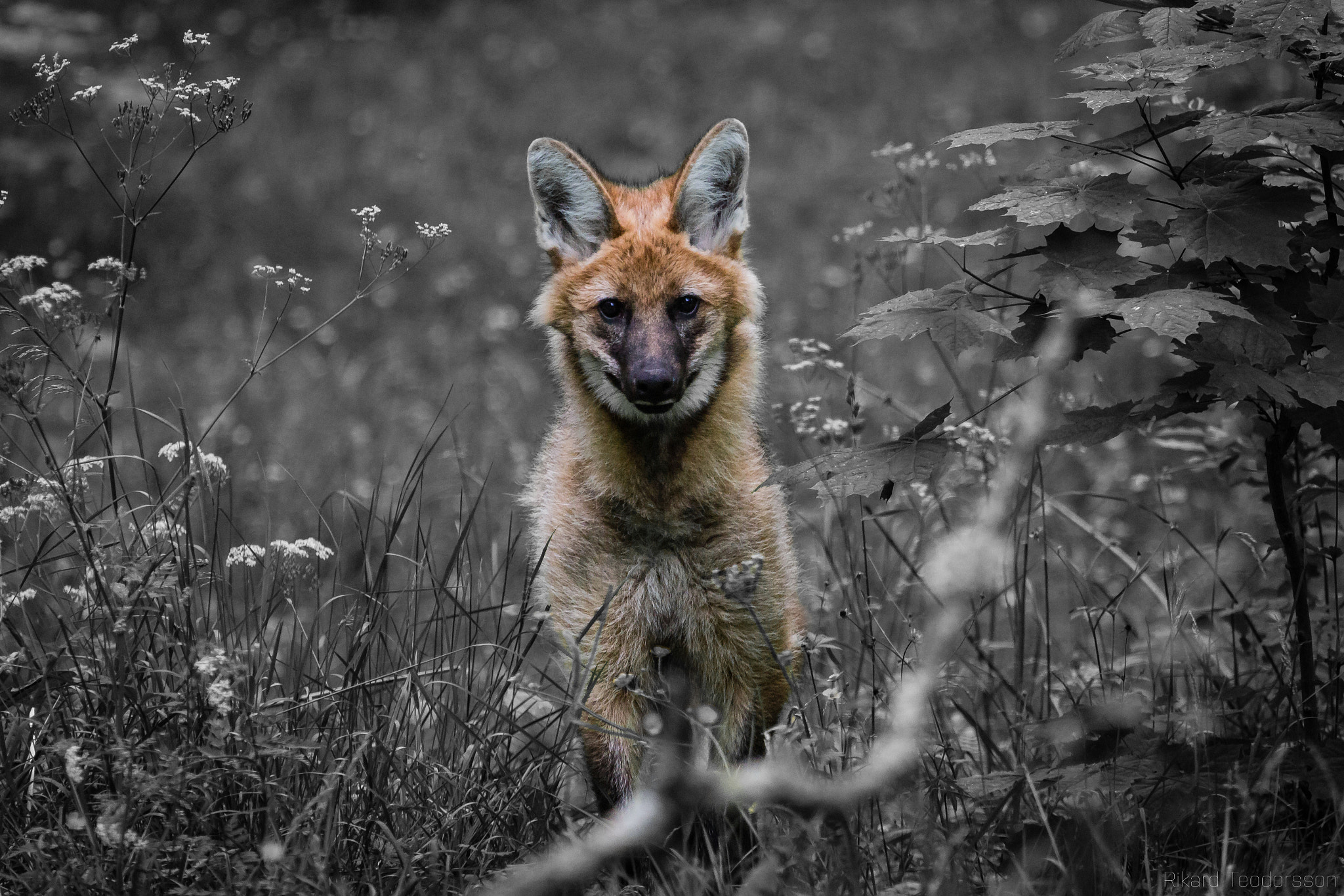 Canon EF 100-400mm F4.5-5.6L IS USM sample photo. Maned wolf photography