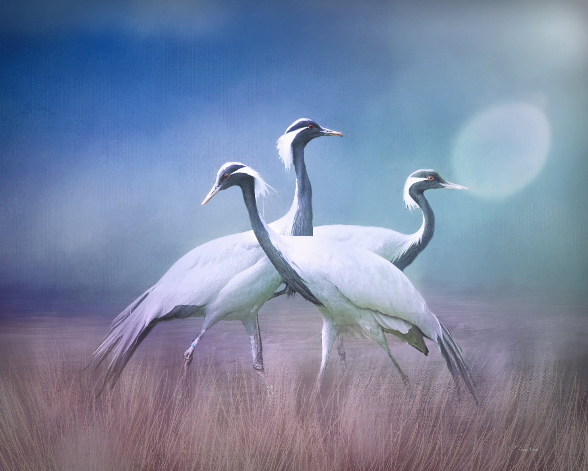 Sony ILCA-77M2 + Sony 70-400mm F4-5.6 G SSM sample photo. Three cranes photography