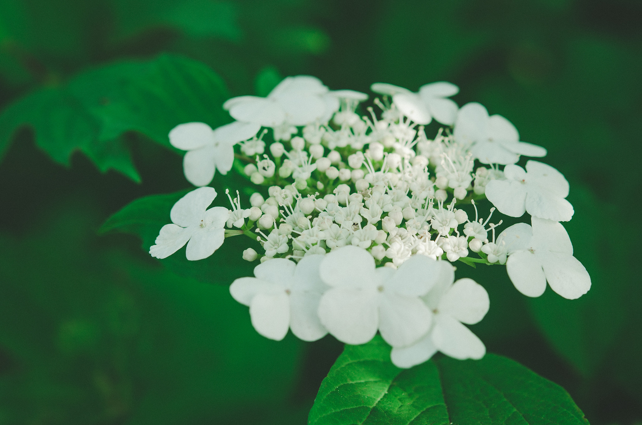 Nikon AF-S Micro-Nikkor 60mm F2.8G ED sample photo. Flowers photography
