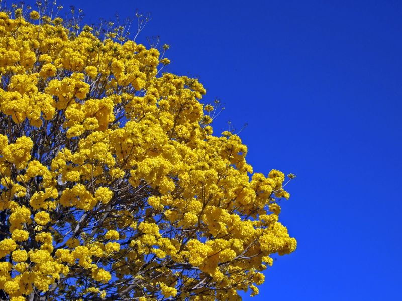 Fujifilm FinePix S6000fd sample photo. Ipê amarelo photography