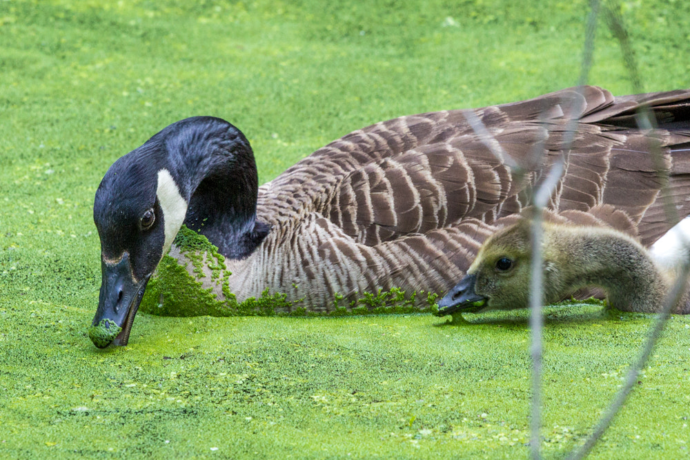 Canon EOS 600D (Rebel EOS T3i / EOS Kiss X5) + Canon EF 70-200mm F4L USM sample photo. Eating on green pond photography