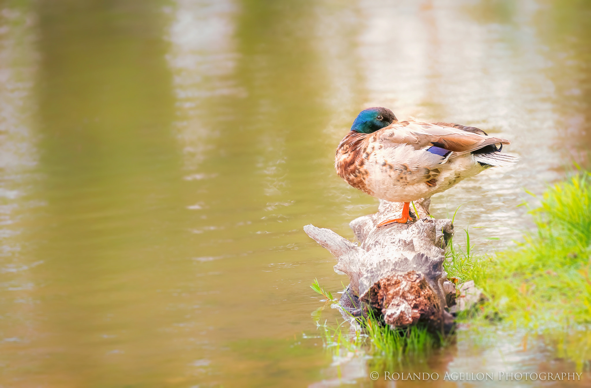Sigma 120-400mm F4.5-5.6 DG OS HSM sample photo. Mallard duck photography
