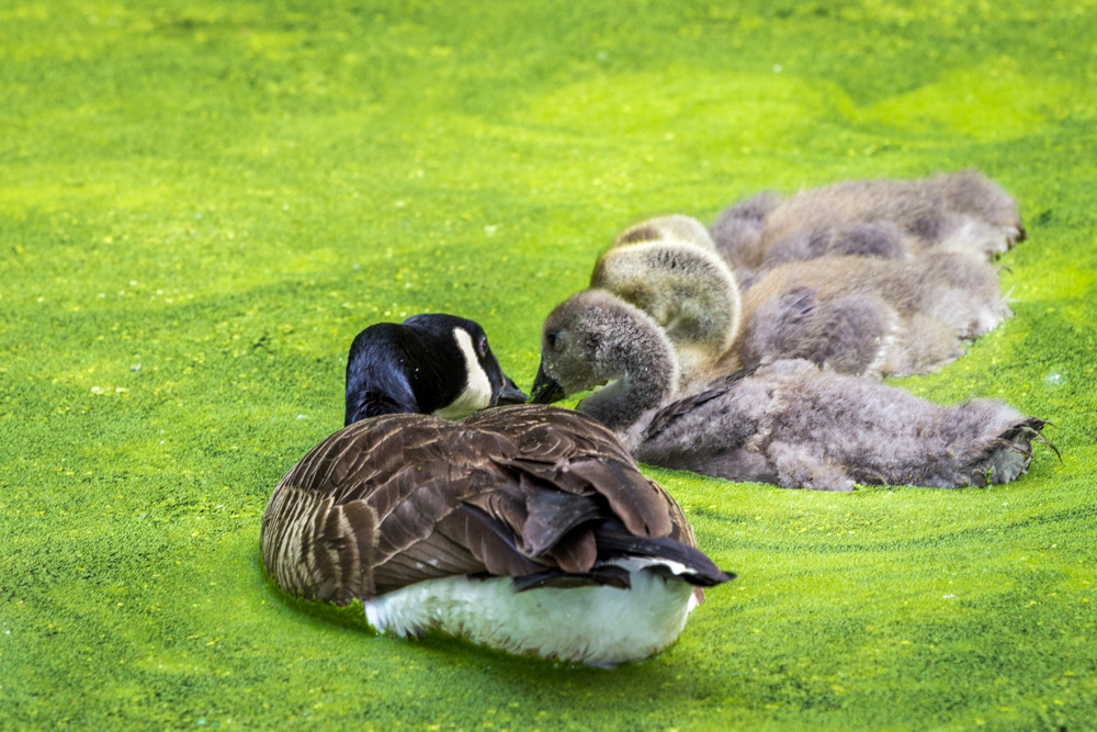 Canon EOS 600D (Rebel EOS T3i / EOS Kiss X5) + Canon EF 70-200mm F4L USM sample photo. Goose family on green pond photography
