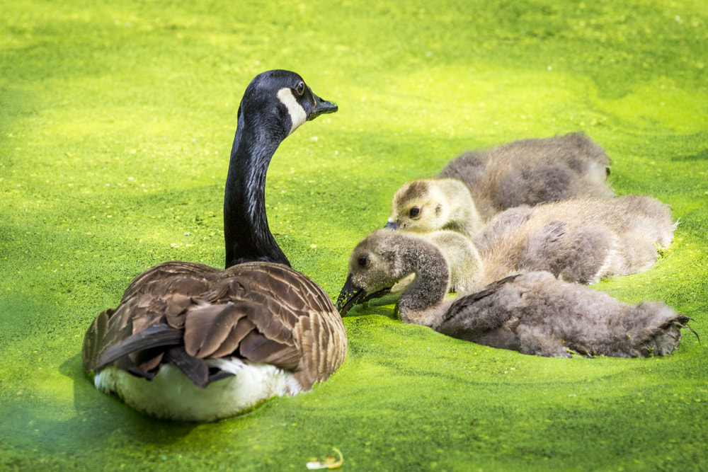 Canon EOS 600D (Rebel EOS T3i / EOS Kiss X5) + Canon EF 70-200mm F4L USM sample photo. Goose family on green pond photography