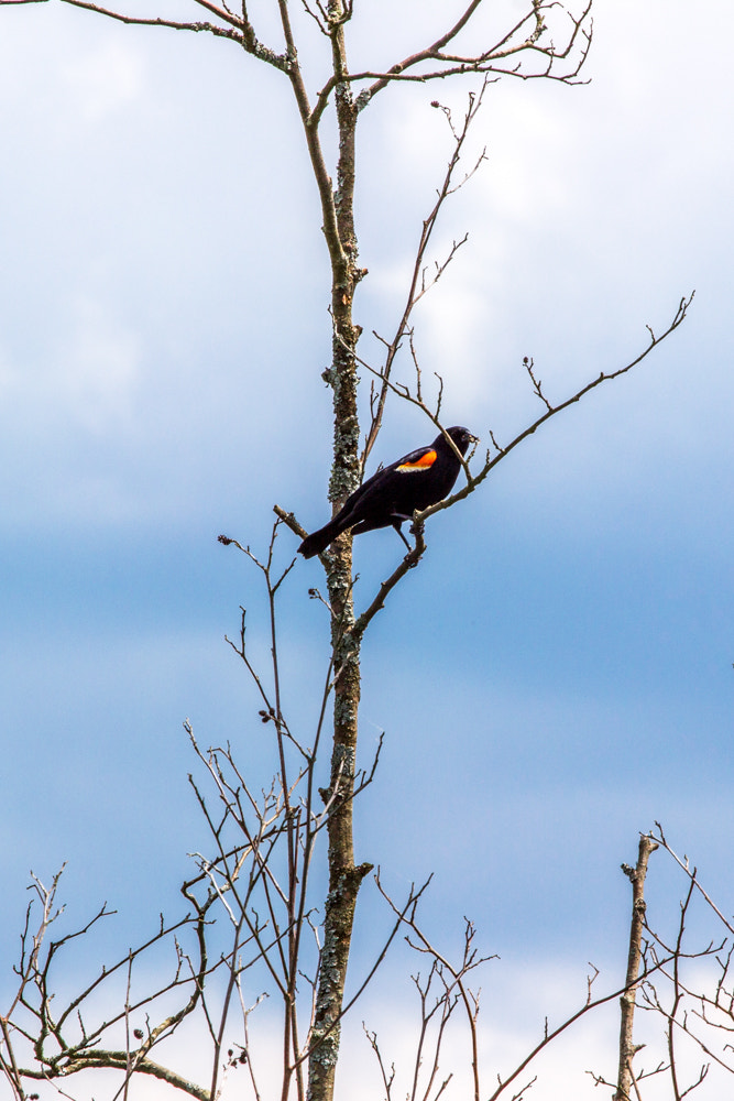 Canon EOS 600D (Rebel EOS T3i / EOS Kiss X5) + Canon EF 70-200mm F4L USM sample photo. Bird on tree photography
