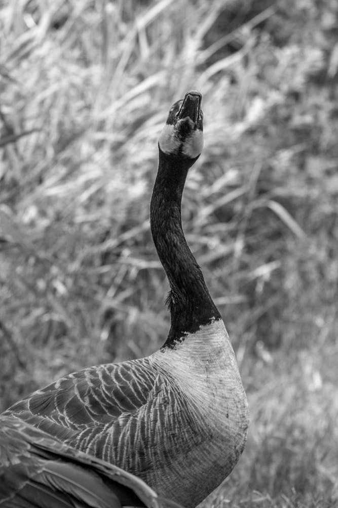 Canon EOS 600D (Rebel EOS T3i / EOS Kiss X5) + Canon EF 70-200mm F4L USM sample photo. Angry goose photography