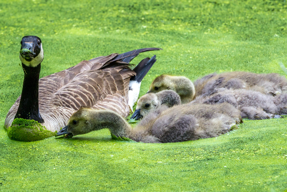 Canon EOS 600D (Rebel EOS T3i / EOS Kiss X5) + Canon EF 70-200mm F4L USM sample photo. Goose family on green pond photography