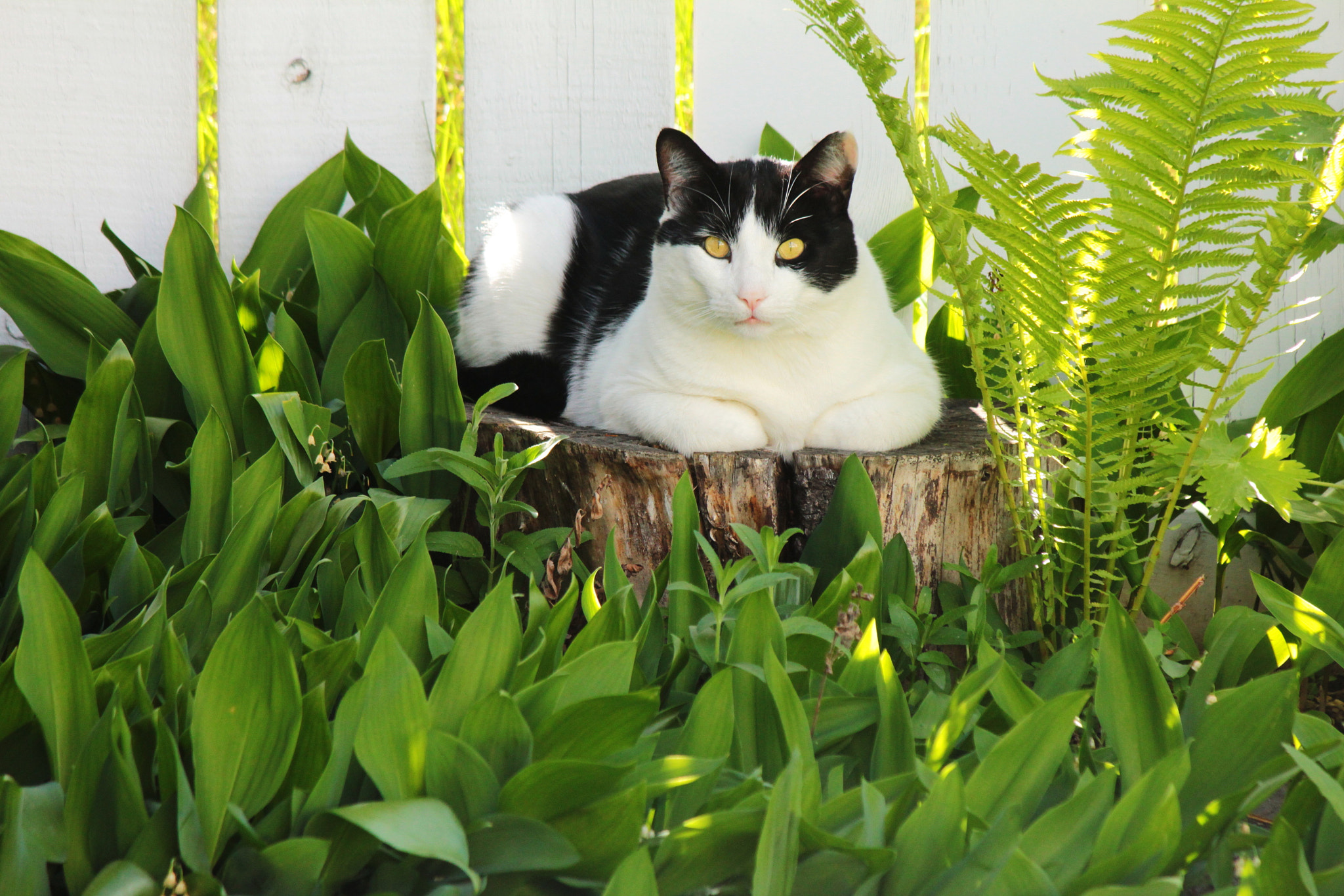 Canon EF-S 55-250mm F4-5.6 IS II sample photo. Don't disturb me photography