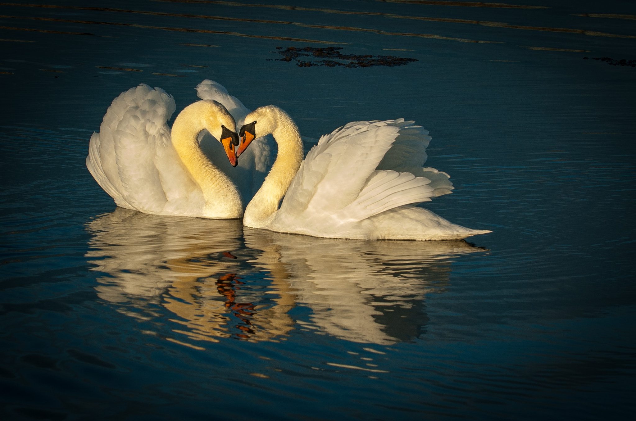 AF-S Zoom-Nikkor 80-200mm f/2.8D IF-ED sample photo. Swan3 photography