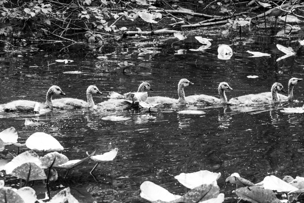 Canon EOS 600D (Rebel EOS T3i / EOS Kiss X5) + Canon EF 70-200mm F4L USM sample photo. Baby goose line photography
