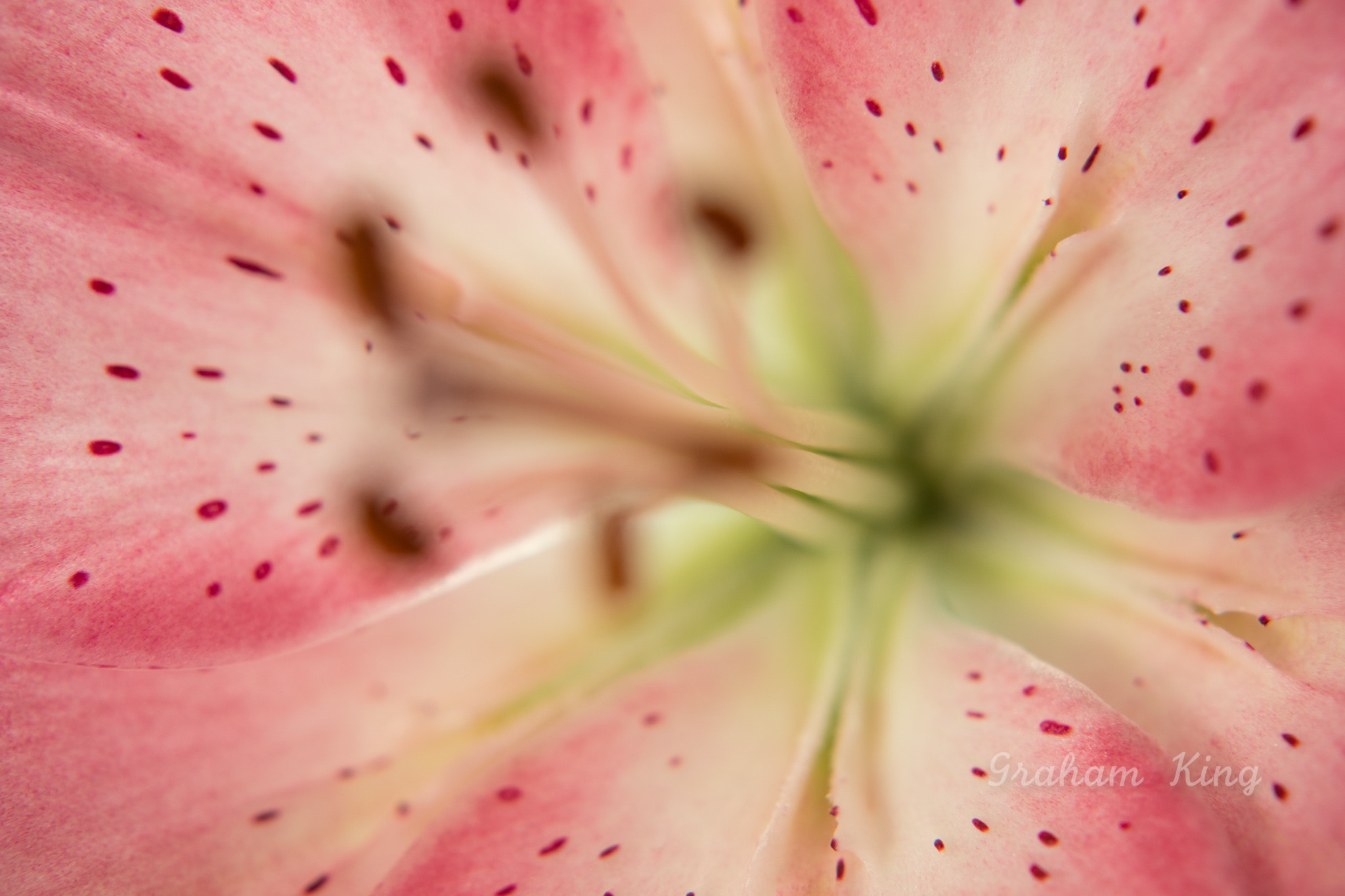 Canon EF-S 60mm F2.8 Macro USM sample photo. Lily spots photography