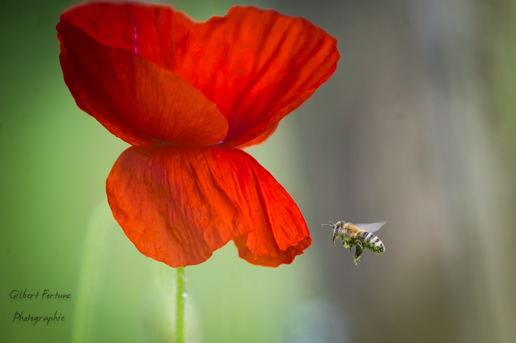 Nikon AF-S Nikkor 300mm F2.8G ED VR II sample photo. L'abeille et le coquelicot photography