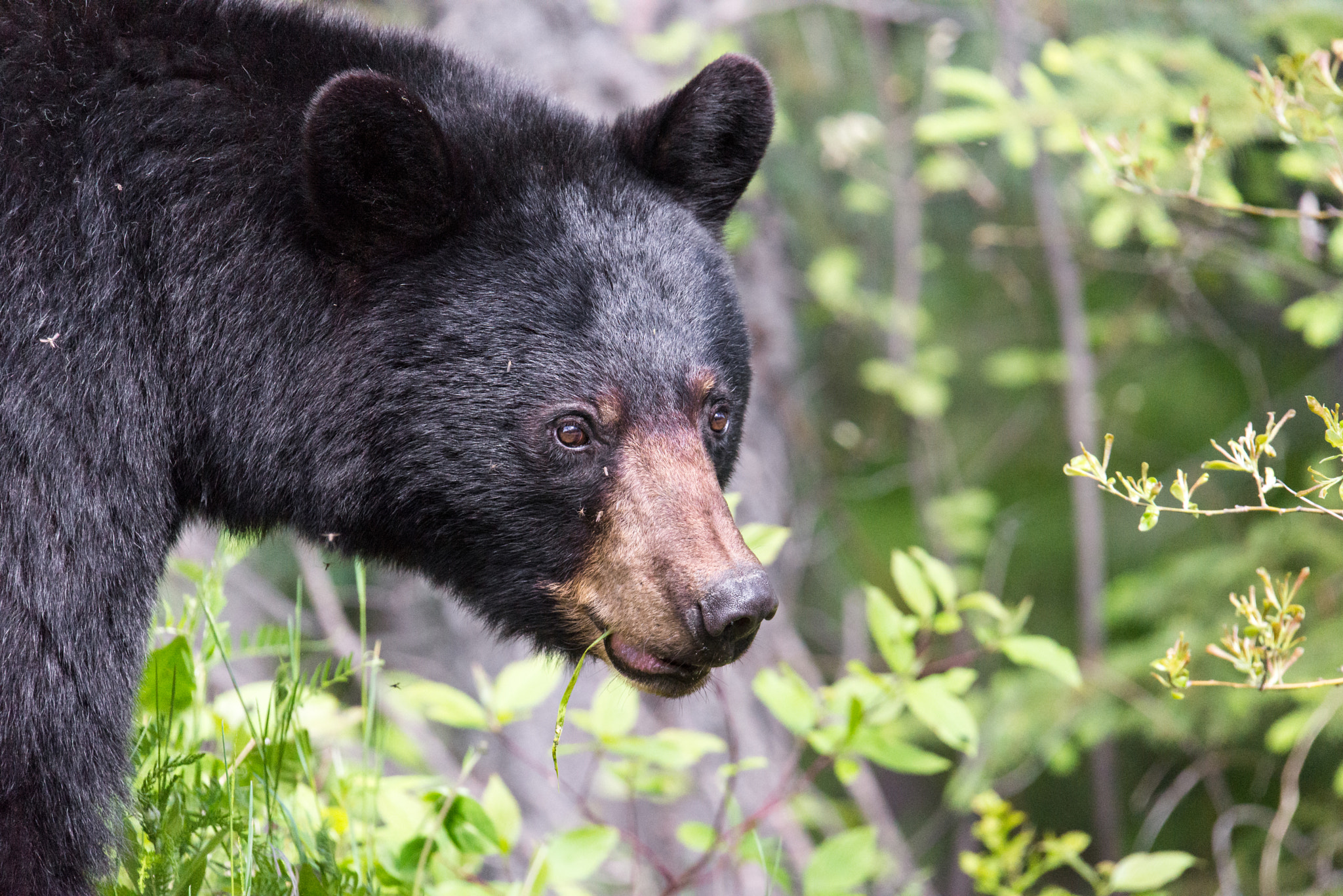 Sigma 150-600mm F5-6.3 DG OS HSM | S sample photo. Black bear photography