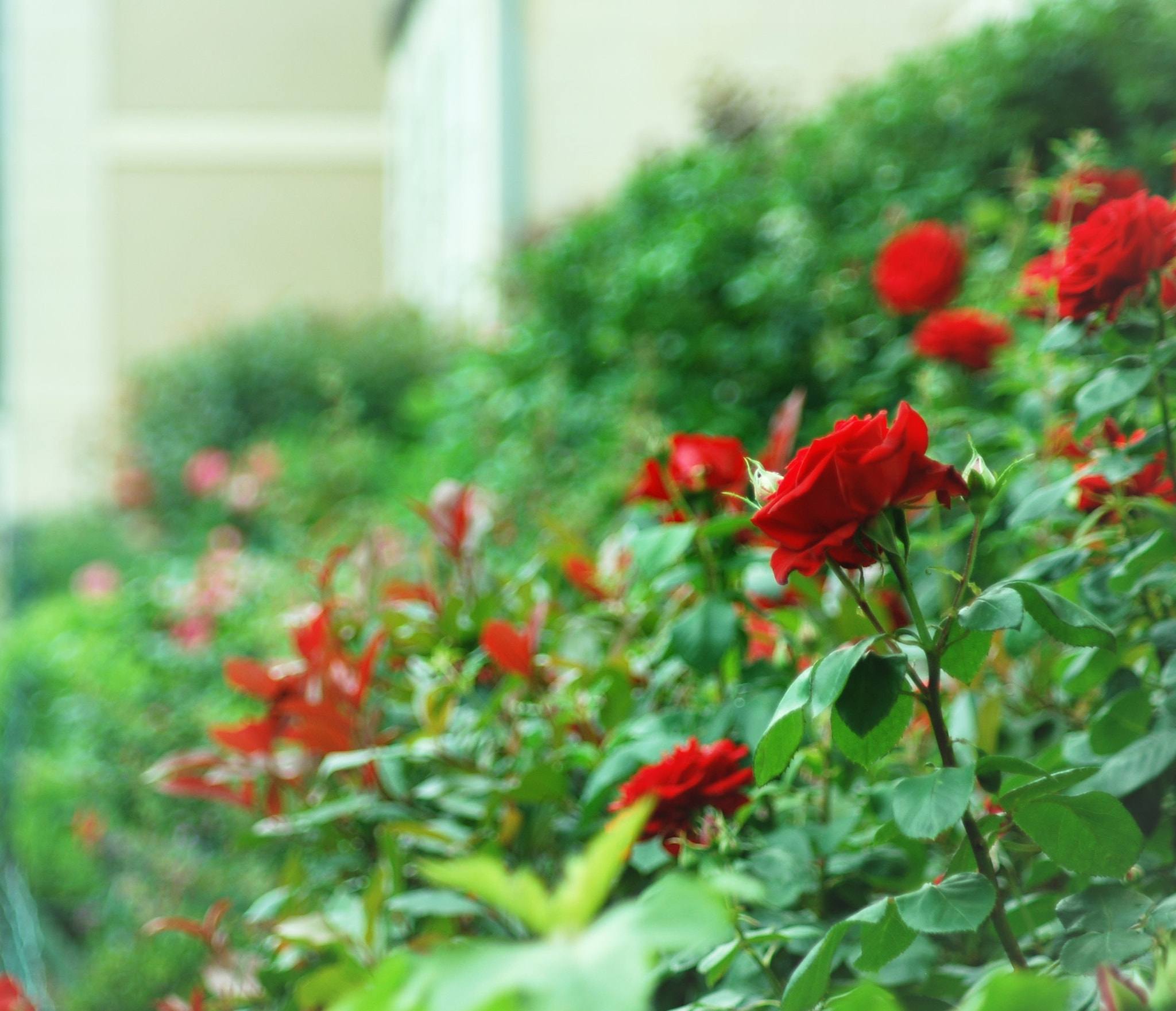 Nikon D40X + AF Zoom-Nikkor 70-300mm f/4-5.6D ED sample photo. Roses rouges photography