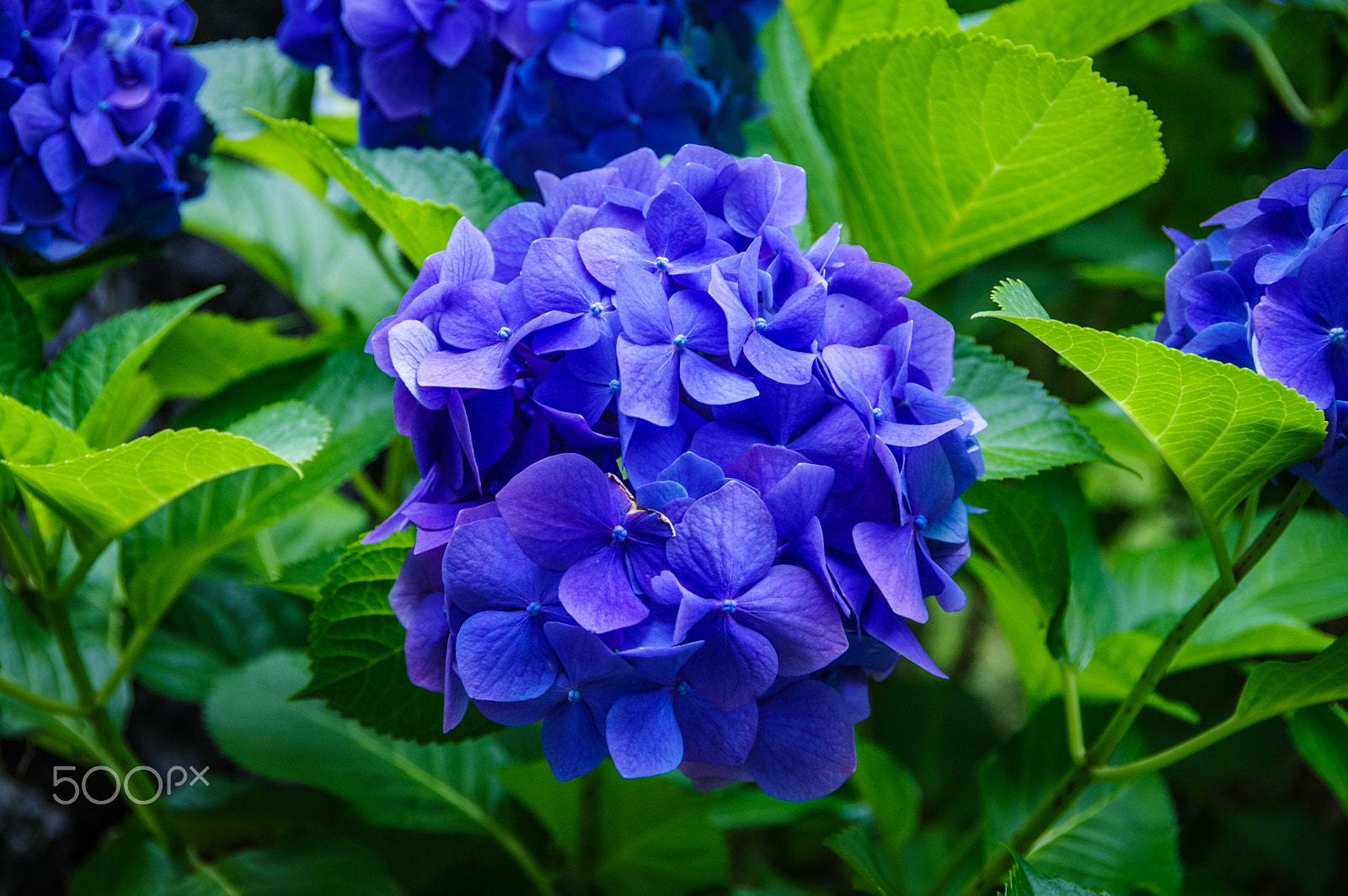 Pentax K-3 II sample photo. Hydrangea photography