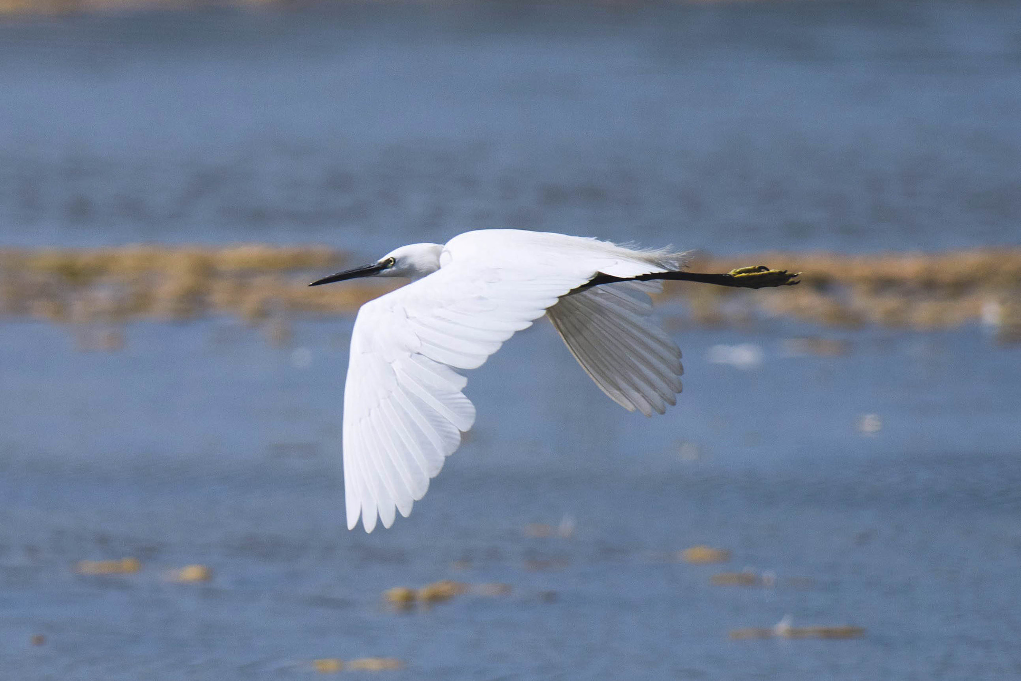 Nikon AF-S Nikkor 300mm F2.8G ED-IF VR sample photo. Fly photography