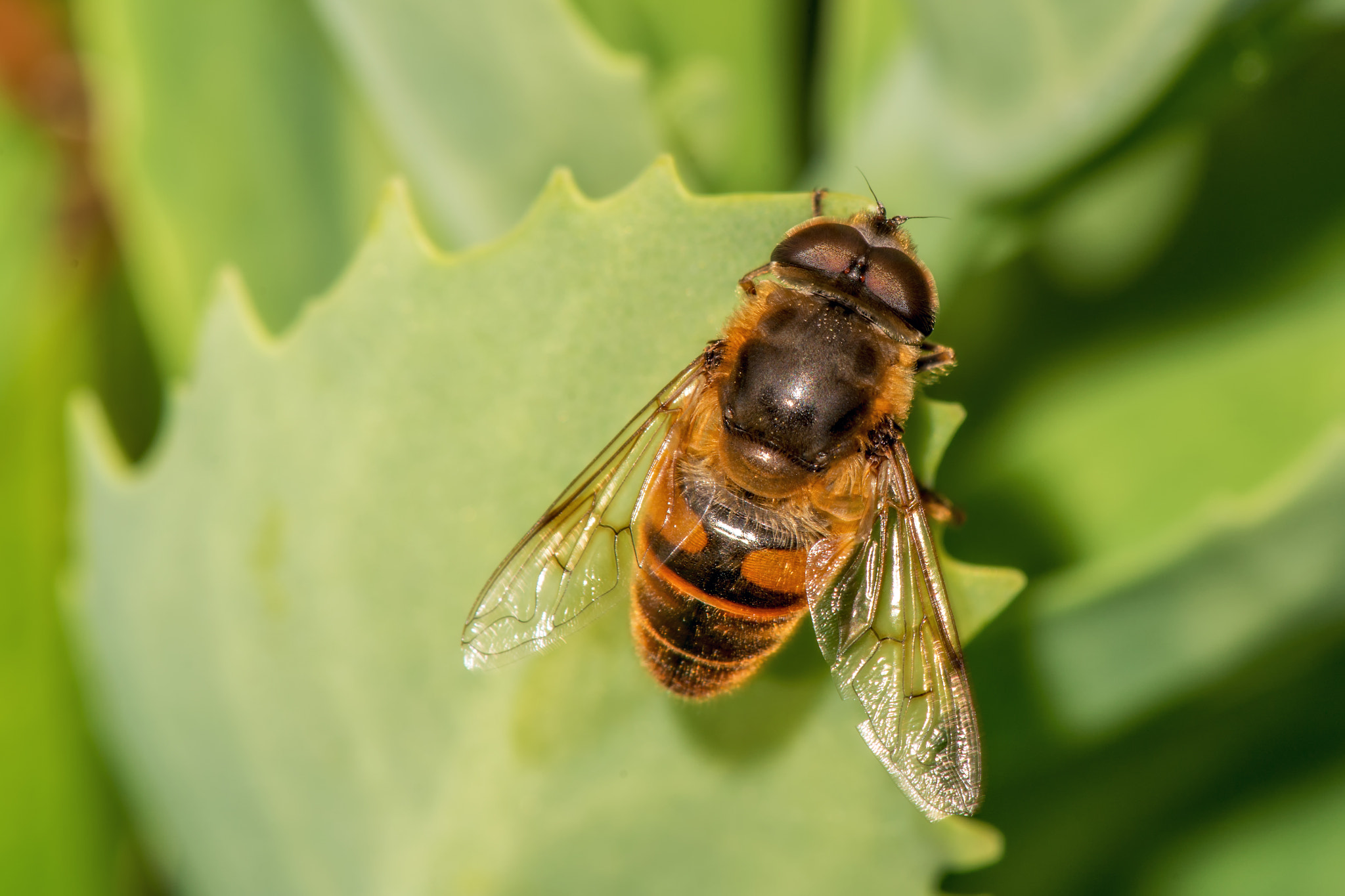 Tamron Lens (255) sample photo. Hover fly on green plant photography