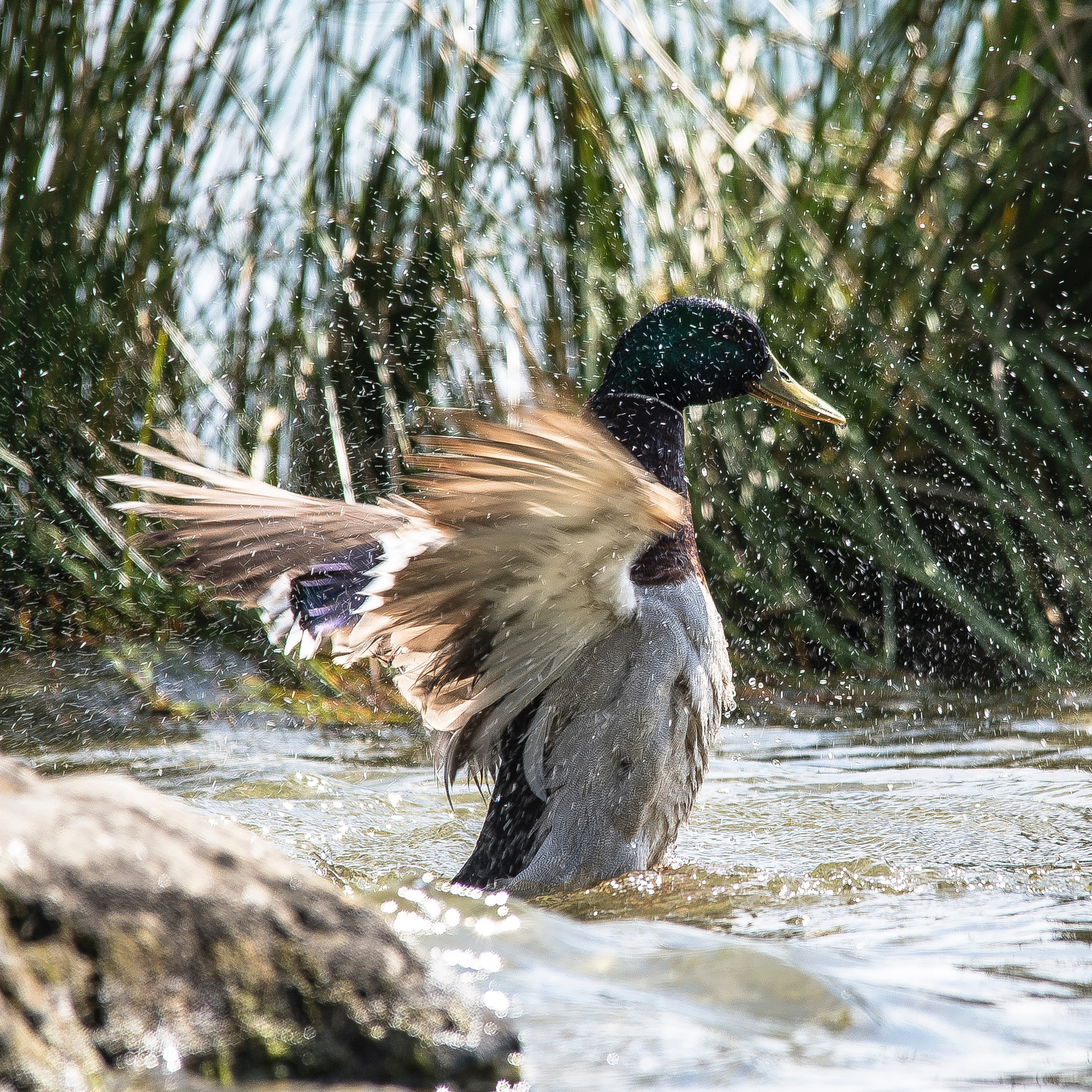 Sigma 150-500mm F5-6.3 DG OS HSM sample photo