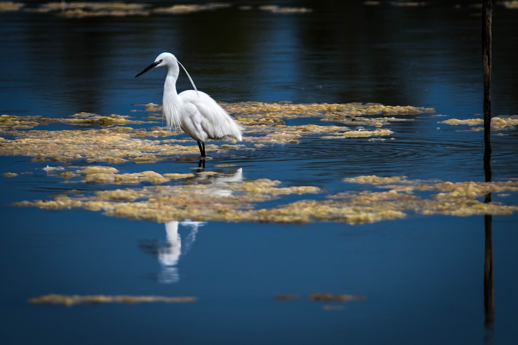 Nikon D810 + Nikon AF-S Nikkor 300mm F2.8G ED-IF VR sample photo. Garzetta photography